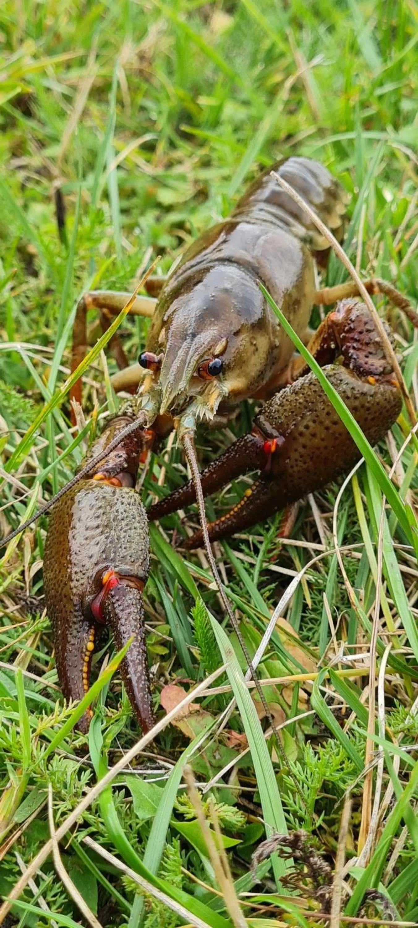 Other Animals in Le Moulin Aux Ecrevisses