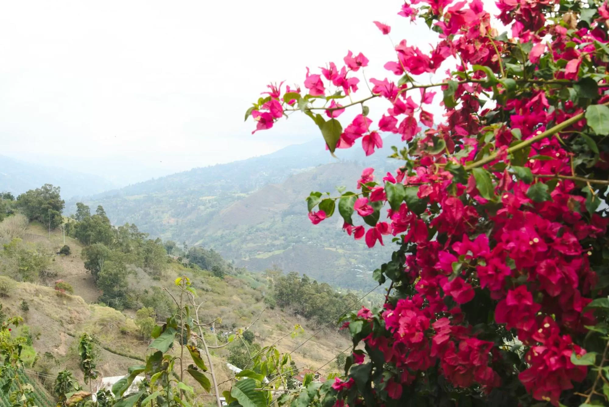 Natural landscape in Finca Umnisa - Choachi