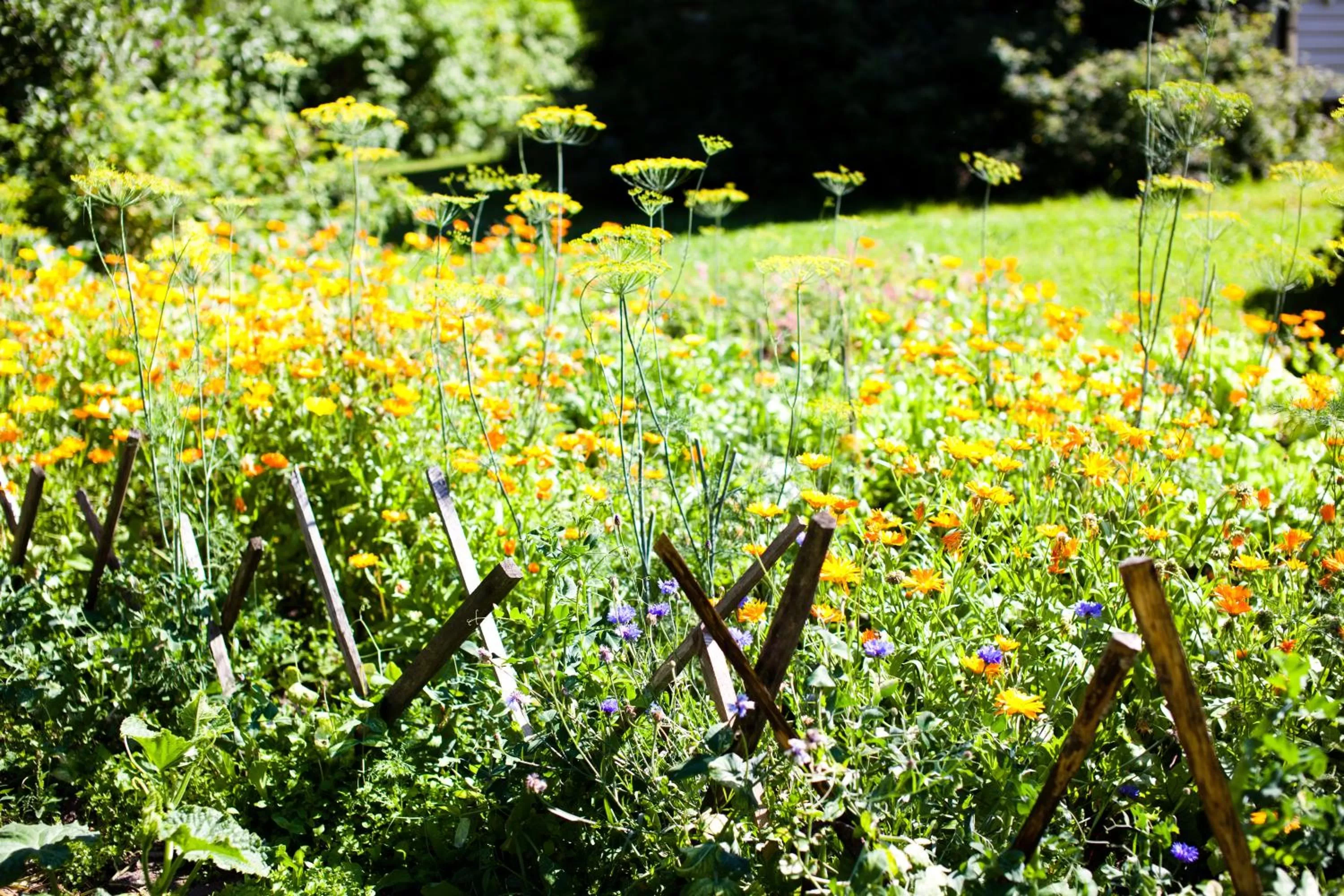 Garden in Resort Naaranlahti