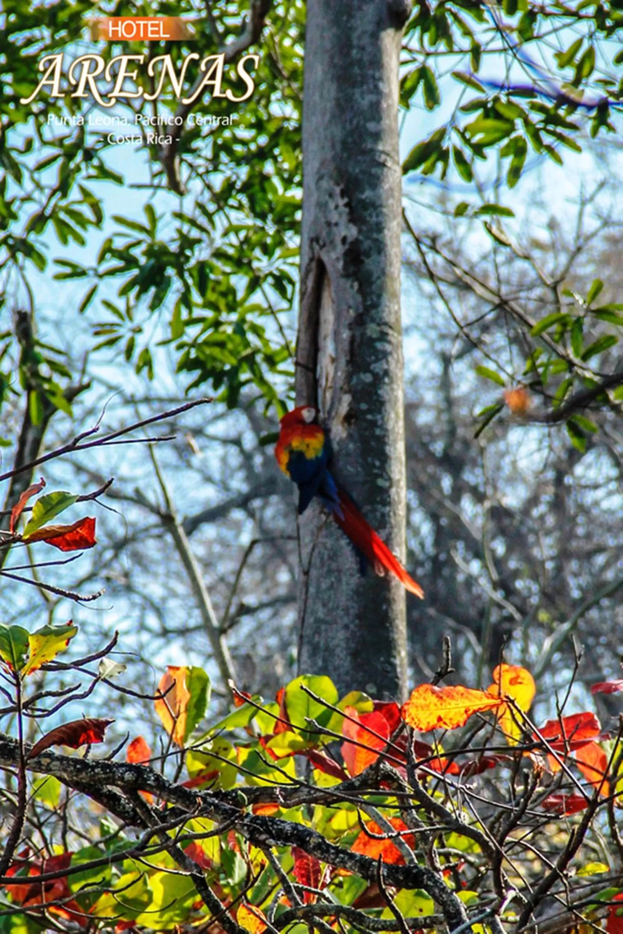 Area and facilities in Hotel Arenas en Punta Leona