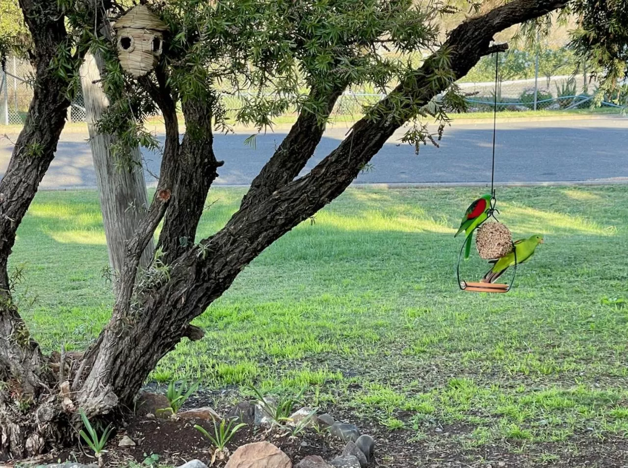 Animals in Quirindi Sunflower Motor Inn
