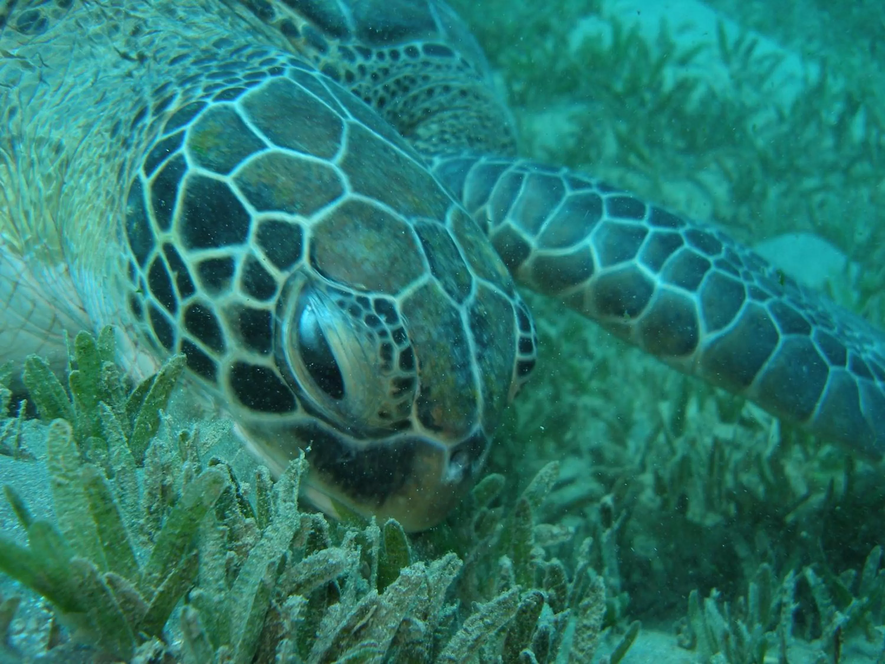 Snorkeling in Coral Sun Beach