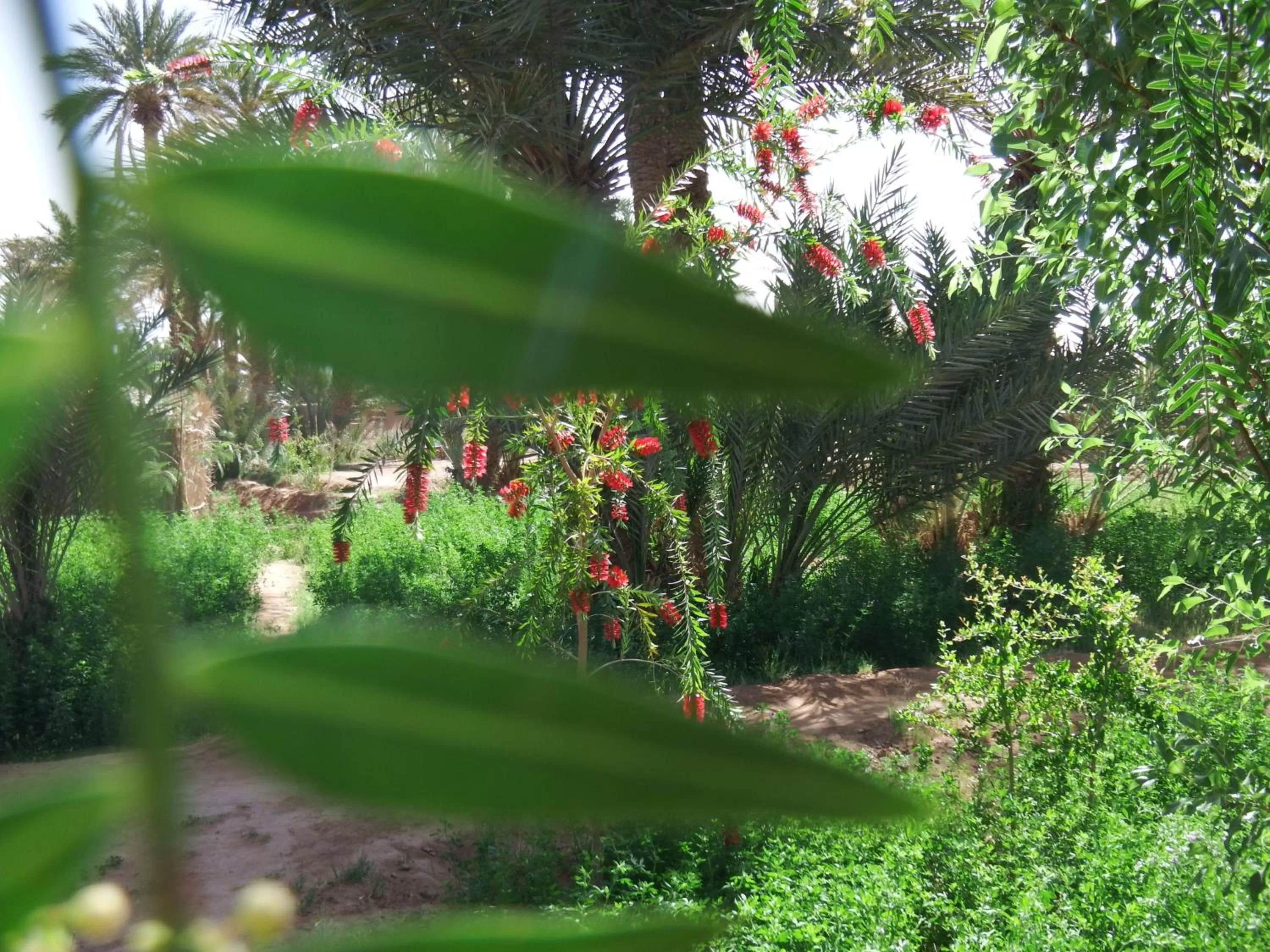 Garden in Dar Paru