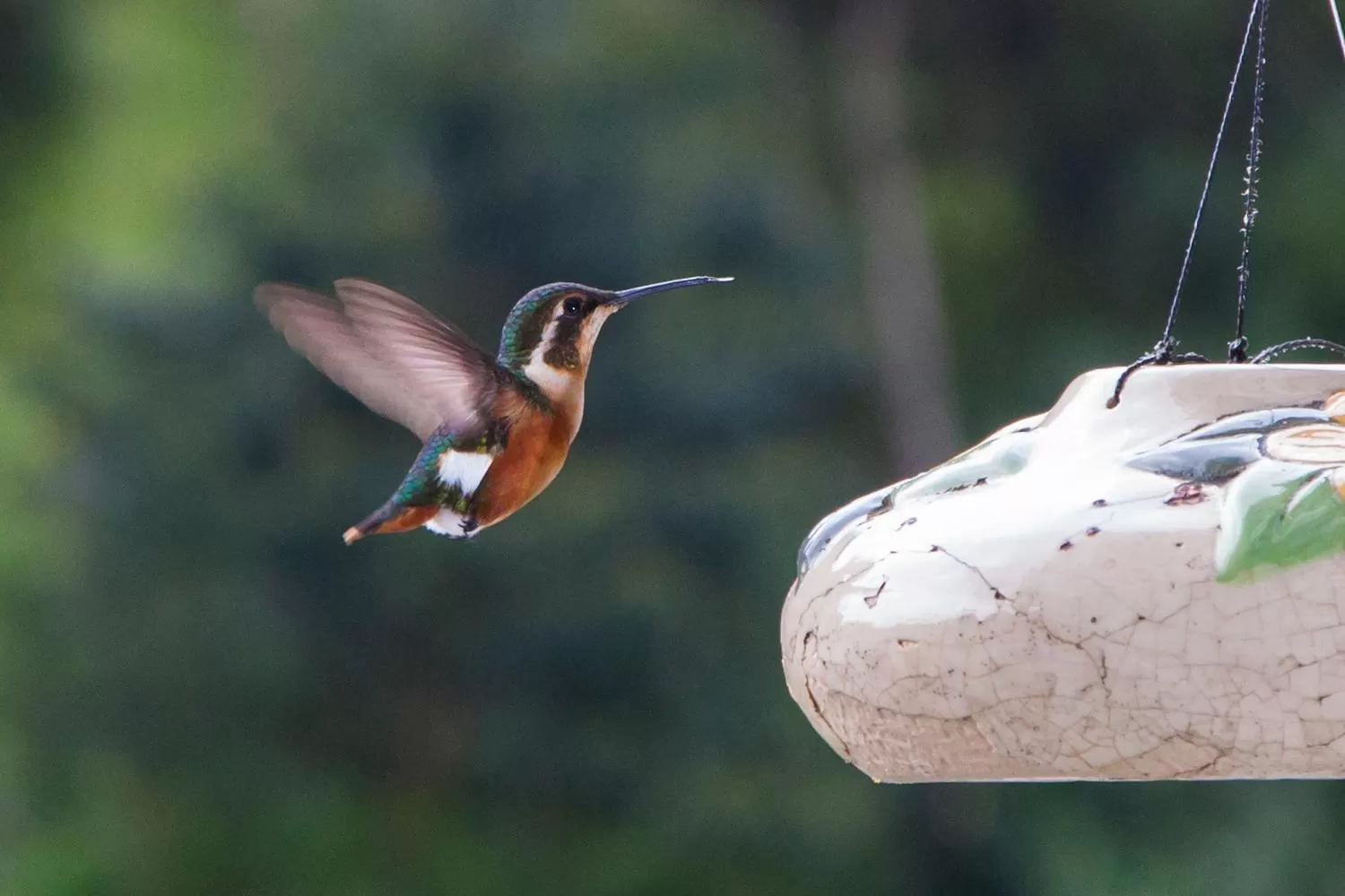 Animals in Hotel Termales Tierra Viva