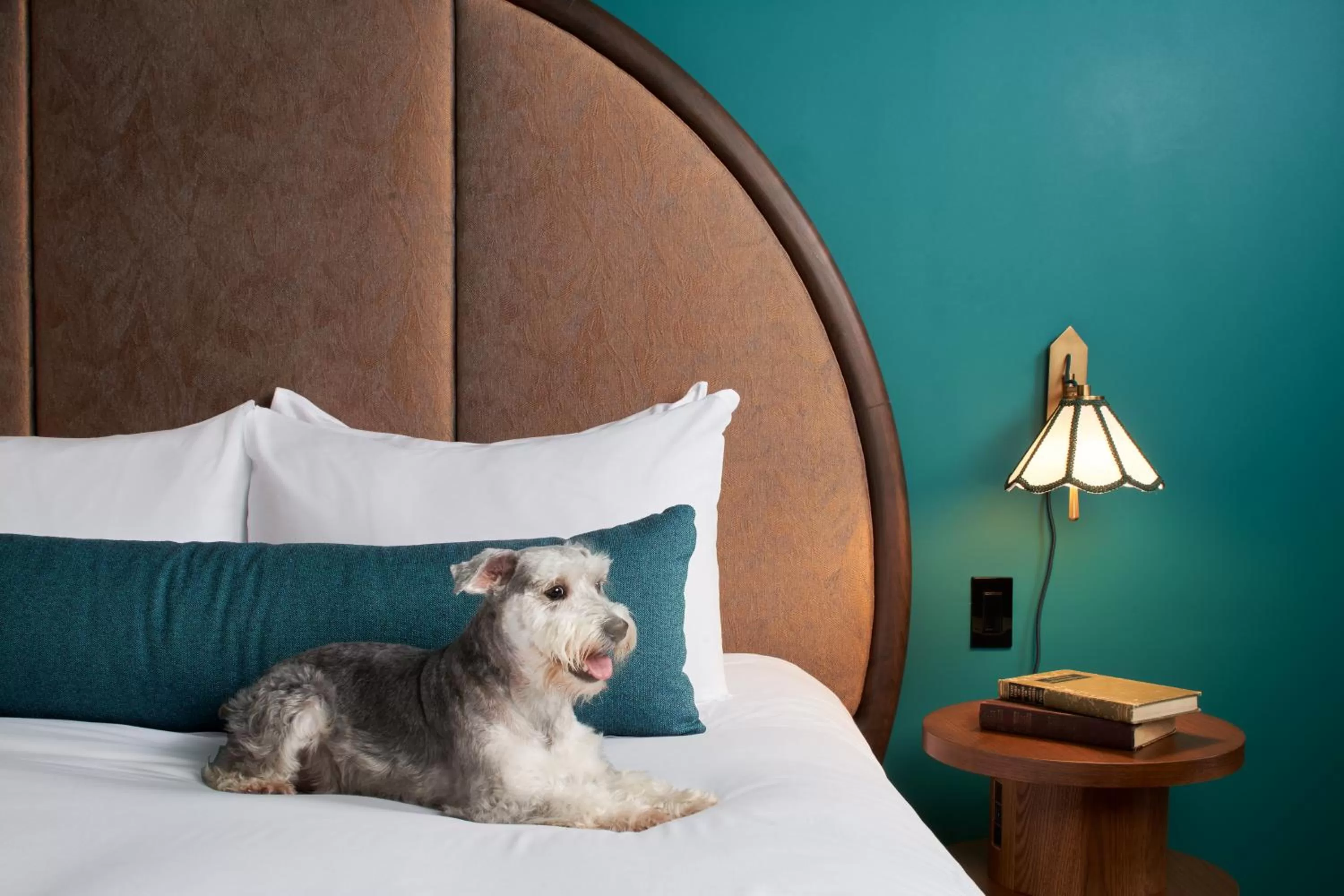Pets, Bed in Mayfair House Hotel & Garden