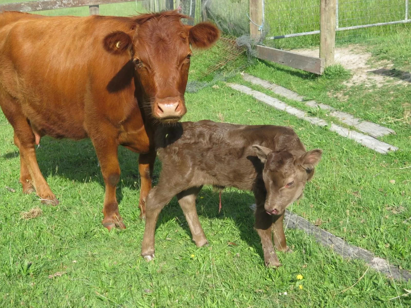Property building in Honeyeater Cottage