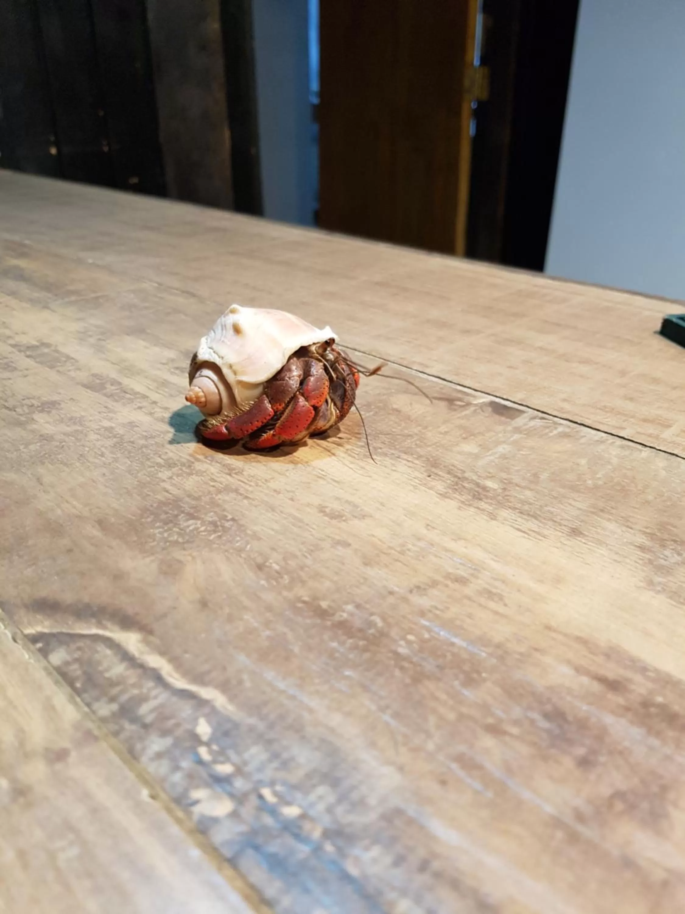 Animals in Royal Caribbean Resort