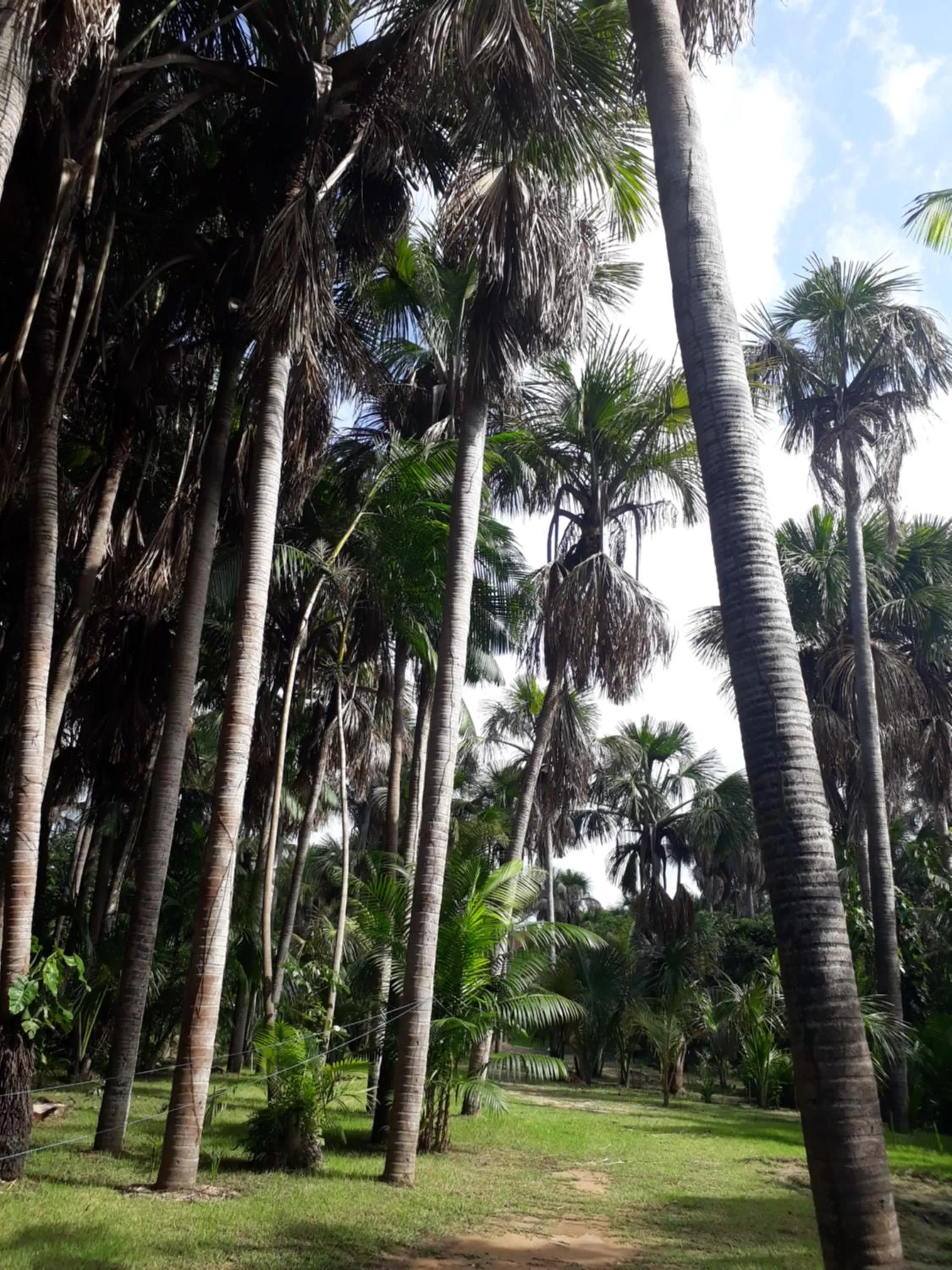 Garden in Pousada Vasto Horizonte