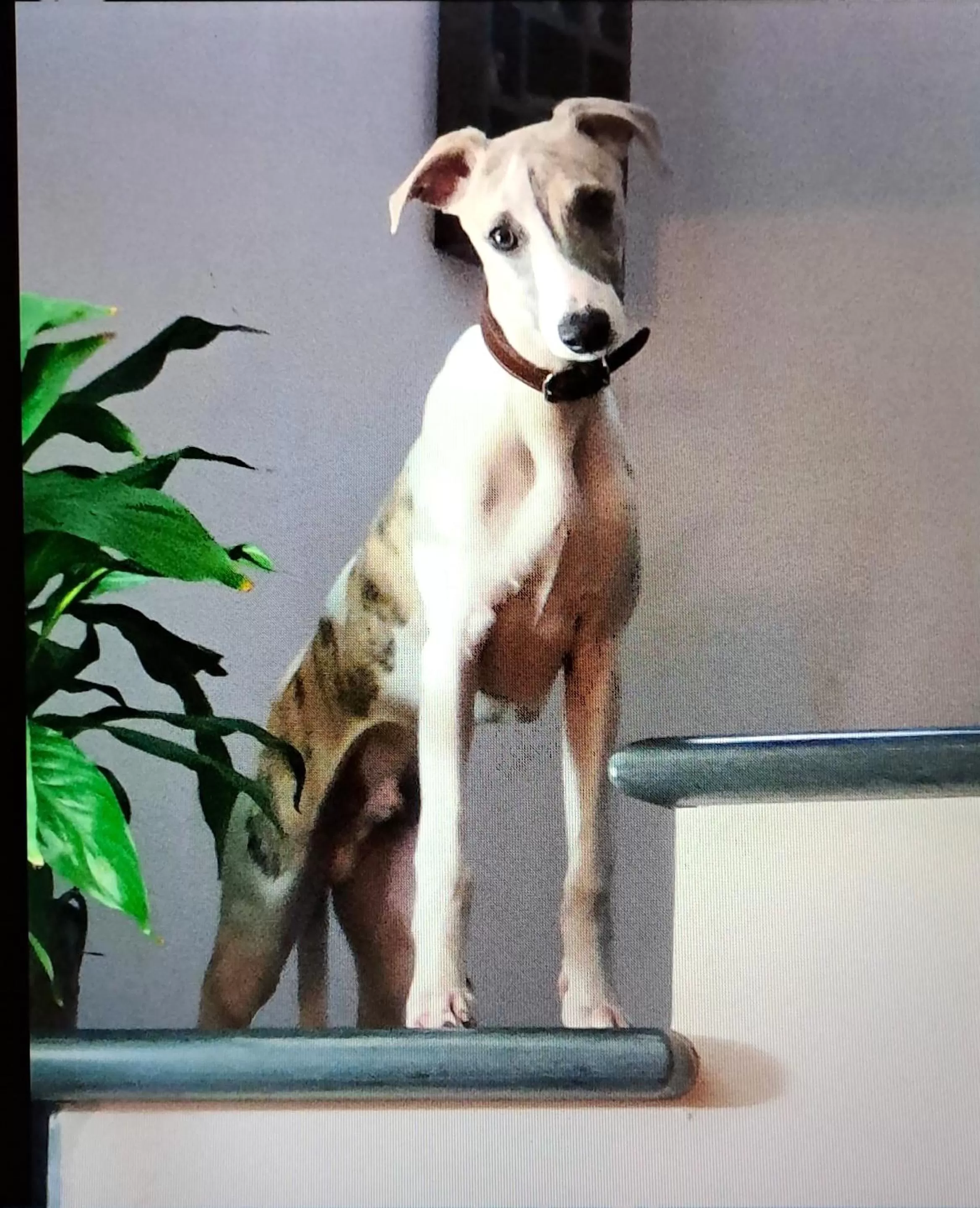 Pets in B&b Villa C'era Una Volta