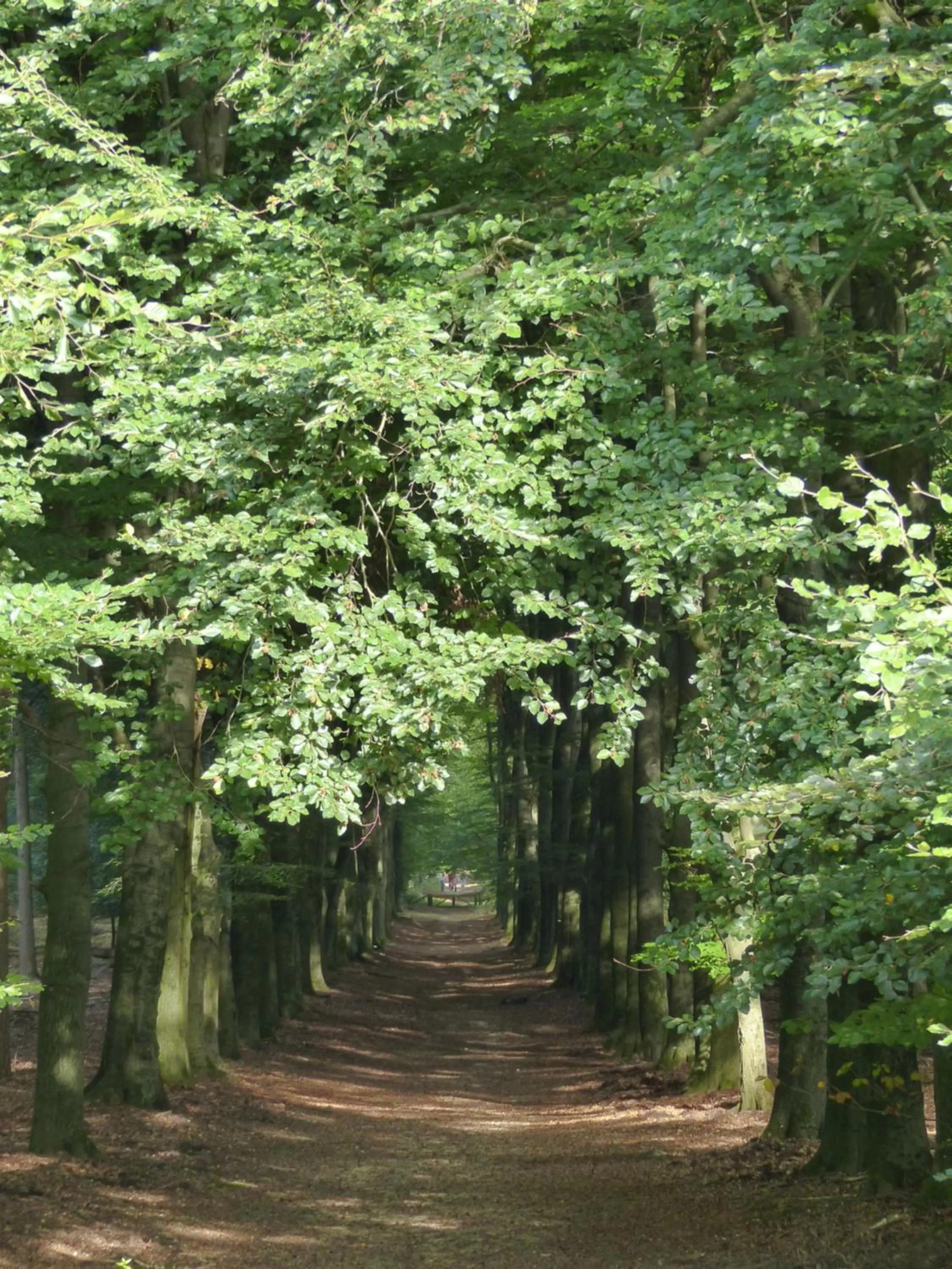 Natural landscape in B&B Onder de rode beuk