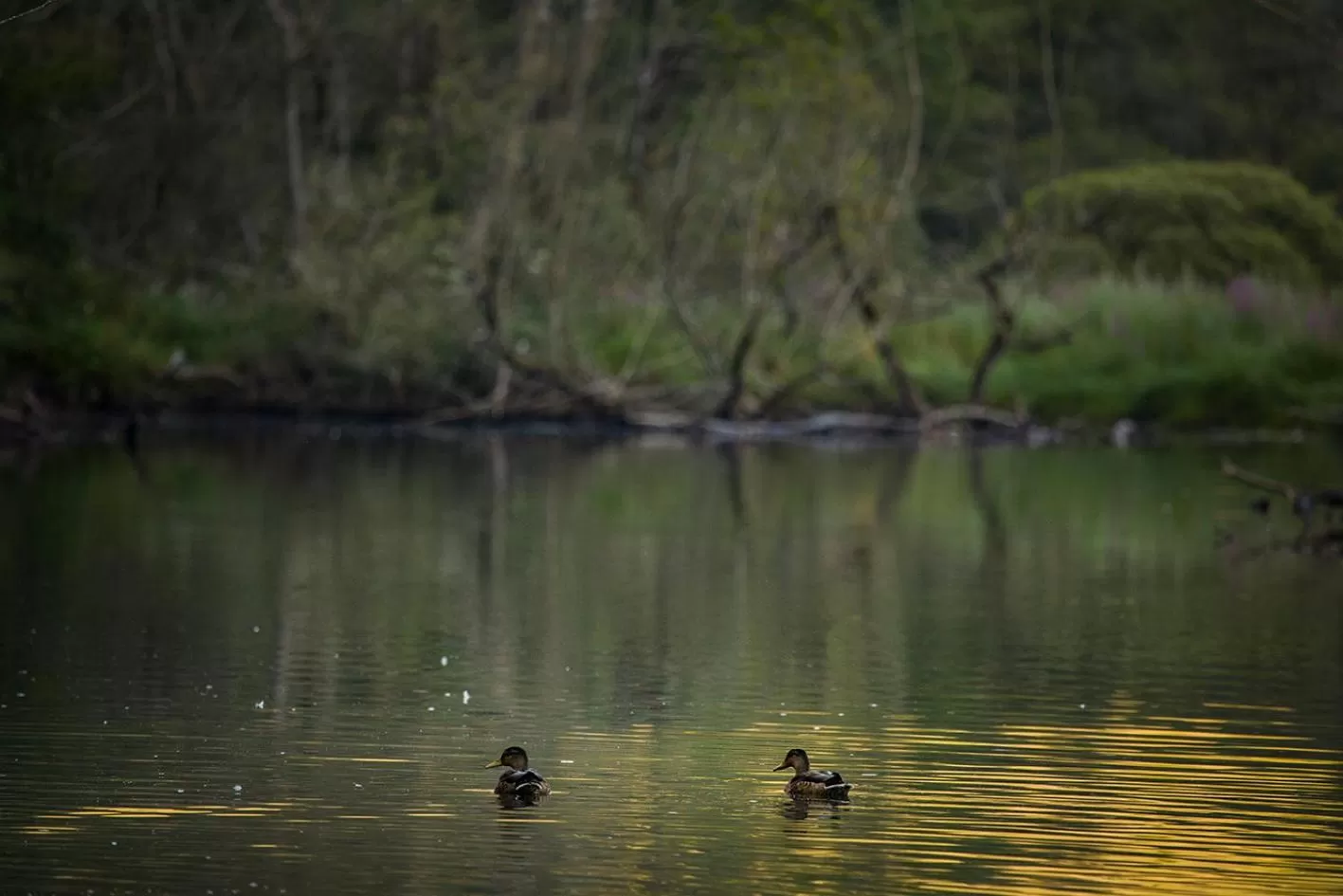 Natural landscape in Hotel Restaurant Les Brases