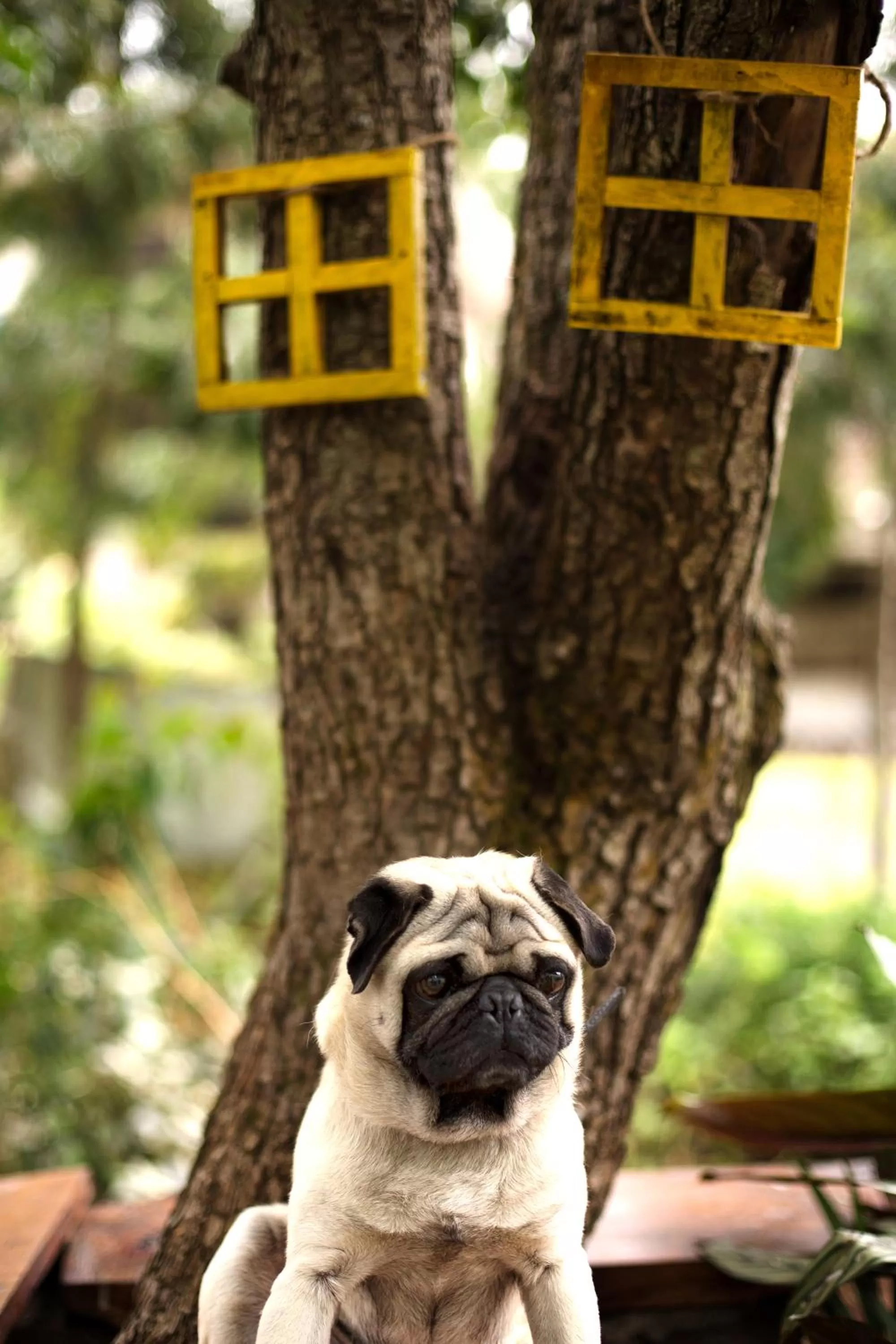 Garden in Pine Borough Inn