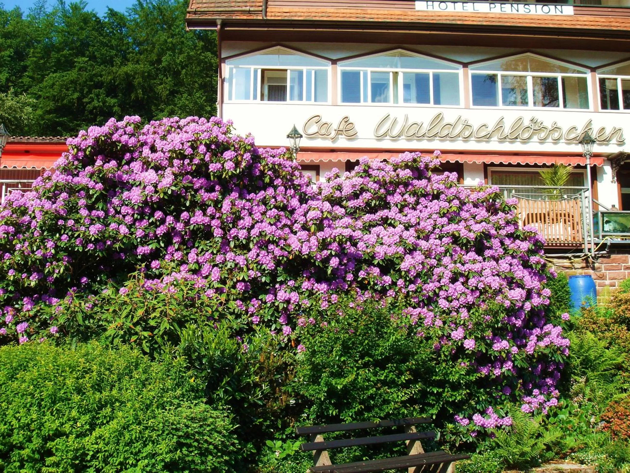 Garden in Waldschlösschen