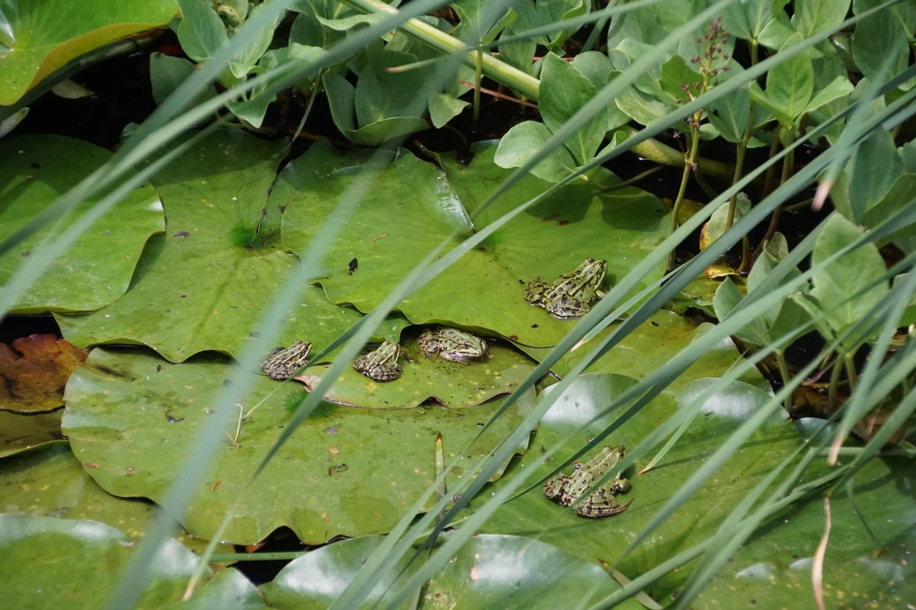 Garden, Other Animals in Bed & Breakfast aan de Beek