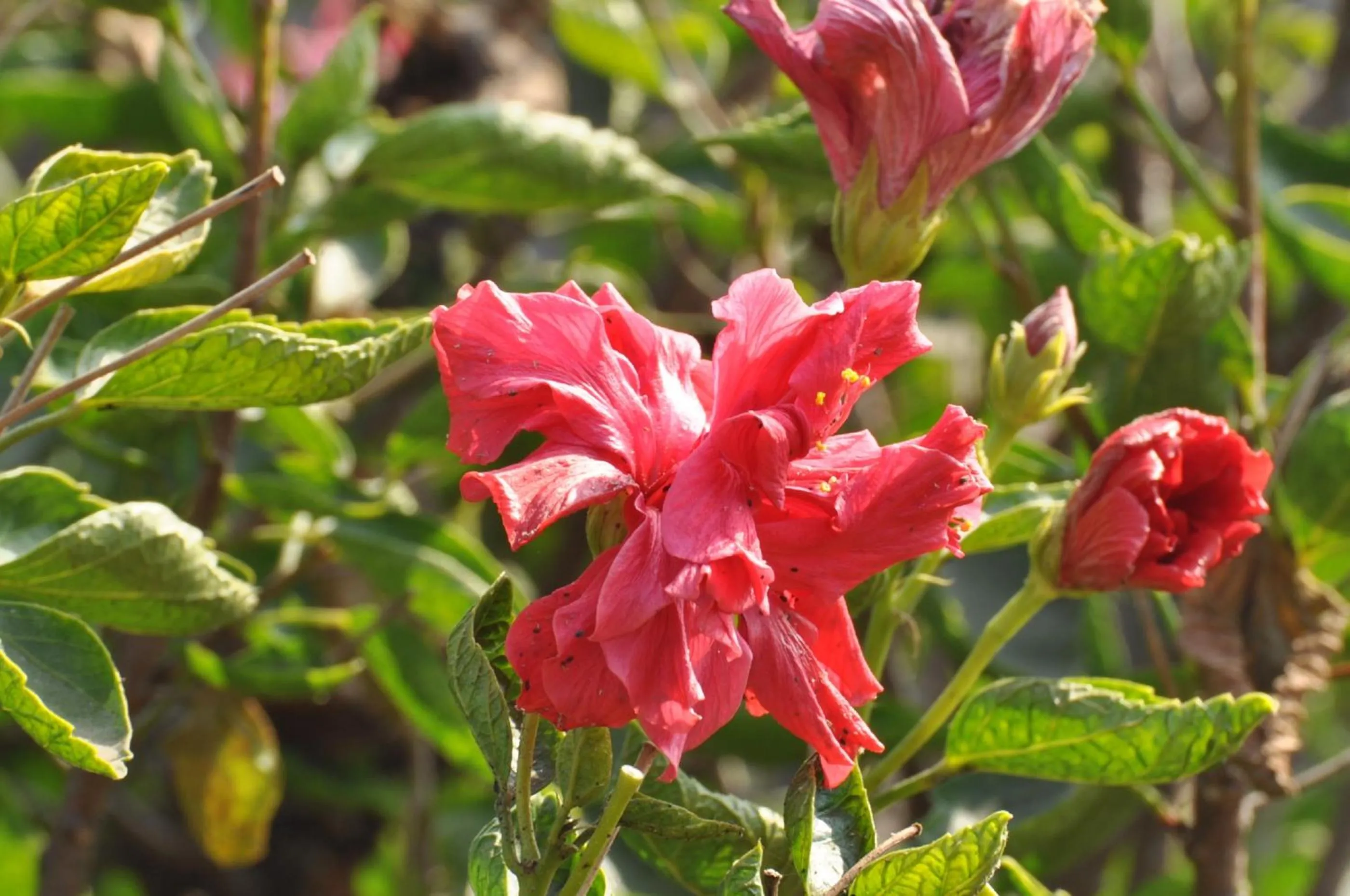 Other in Tibet Guest House
