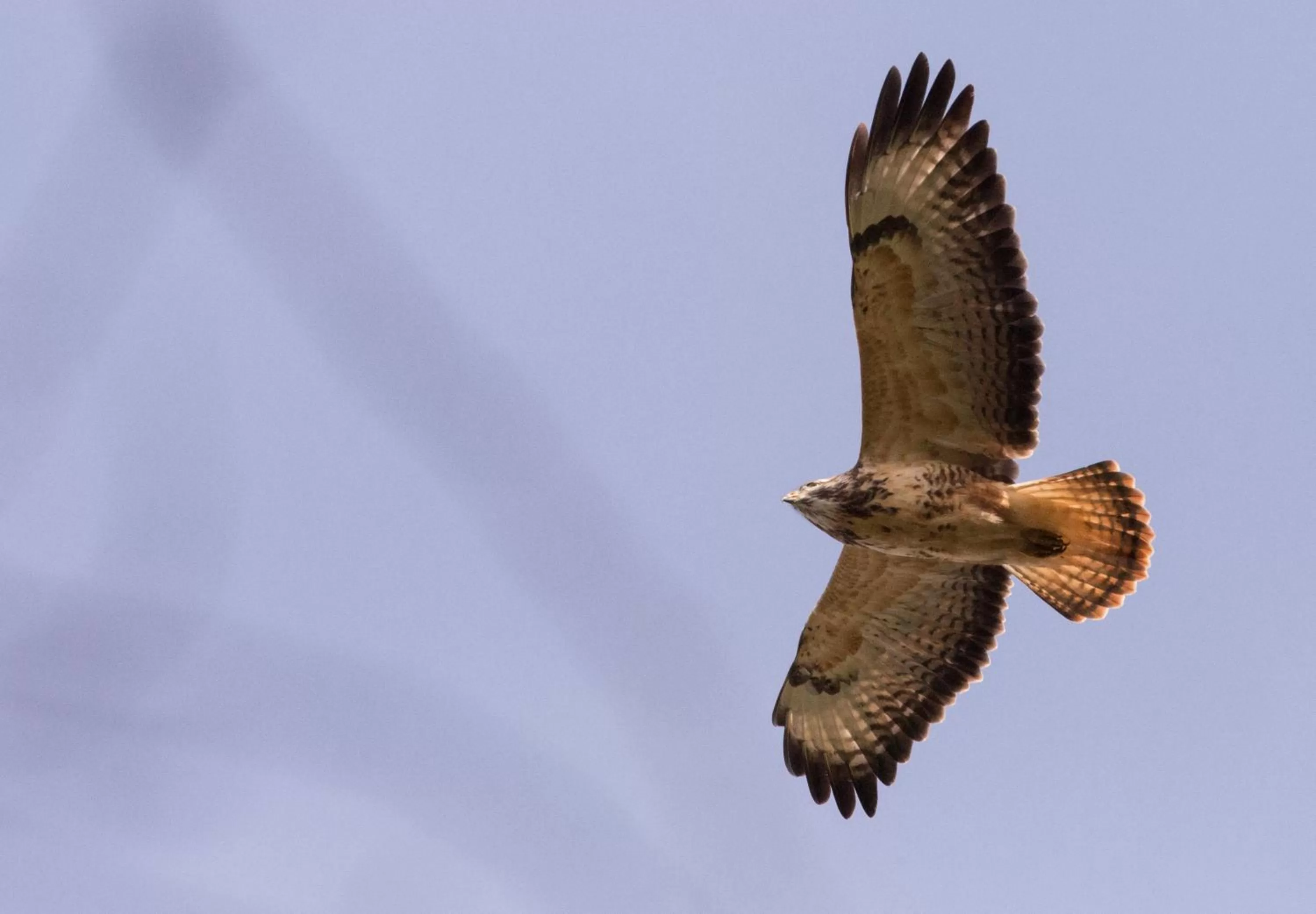 Animals in Brambles Bed and Breakfast