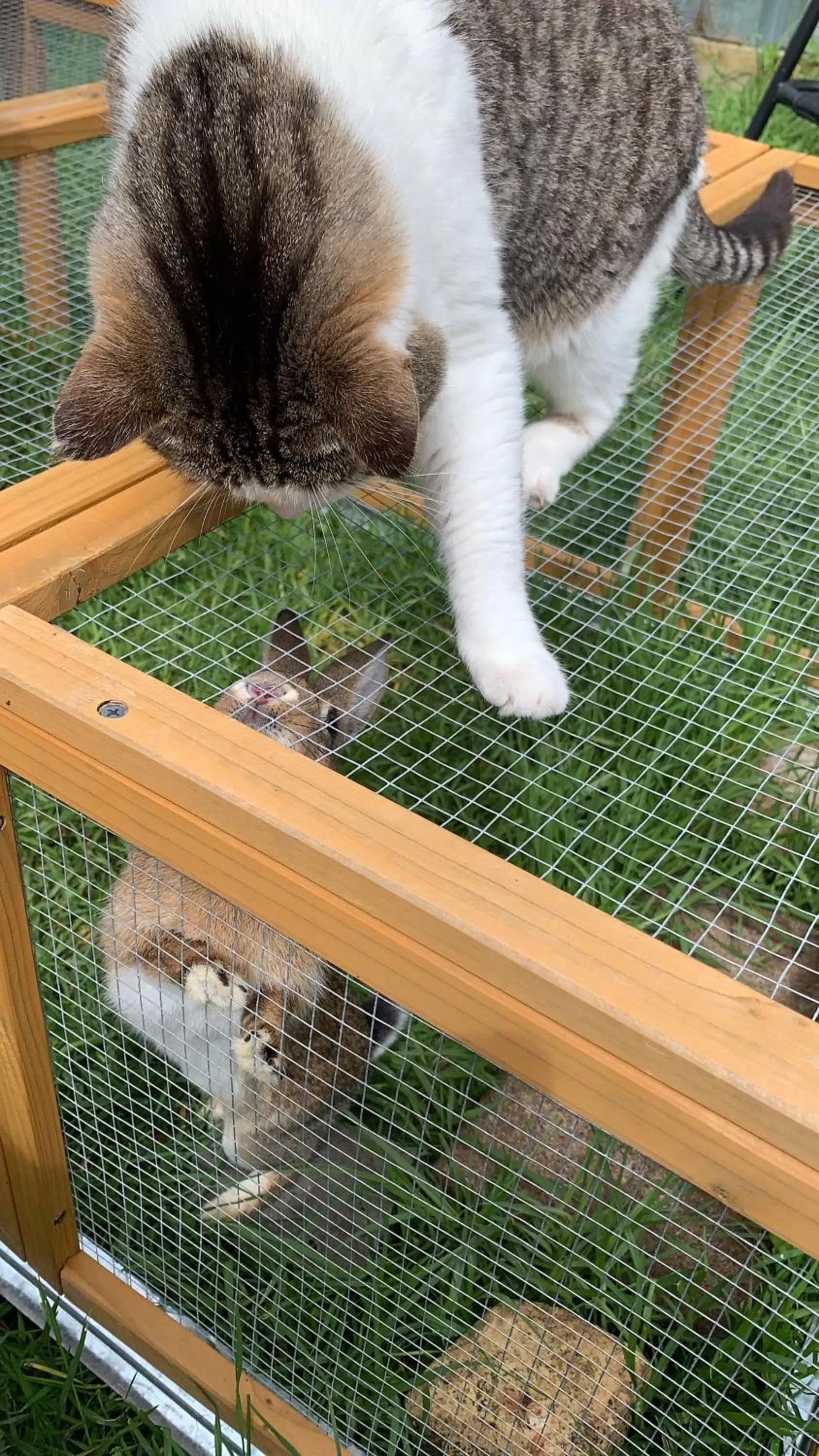 Pets in Karamana Homestead (1872)