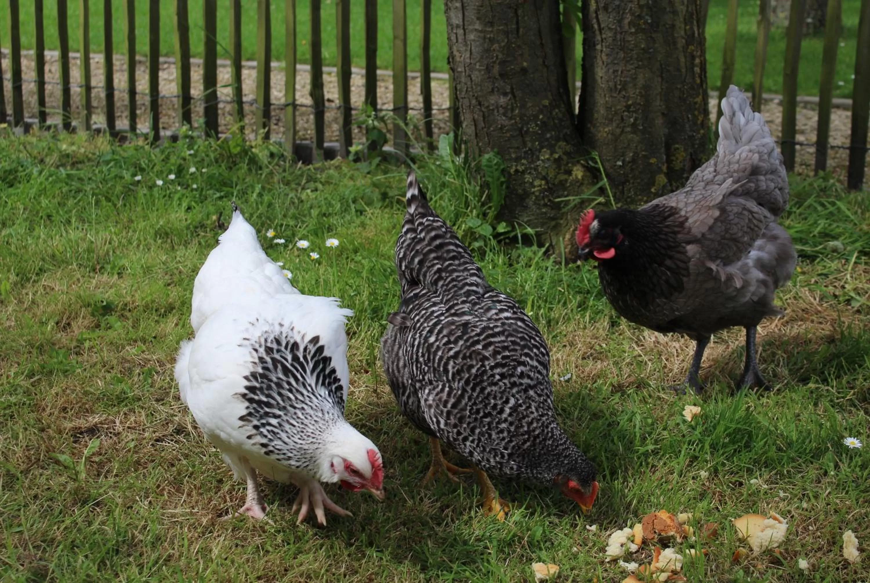 Animals, Other Animals in B&B Altijd Genieten