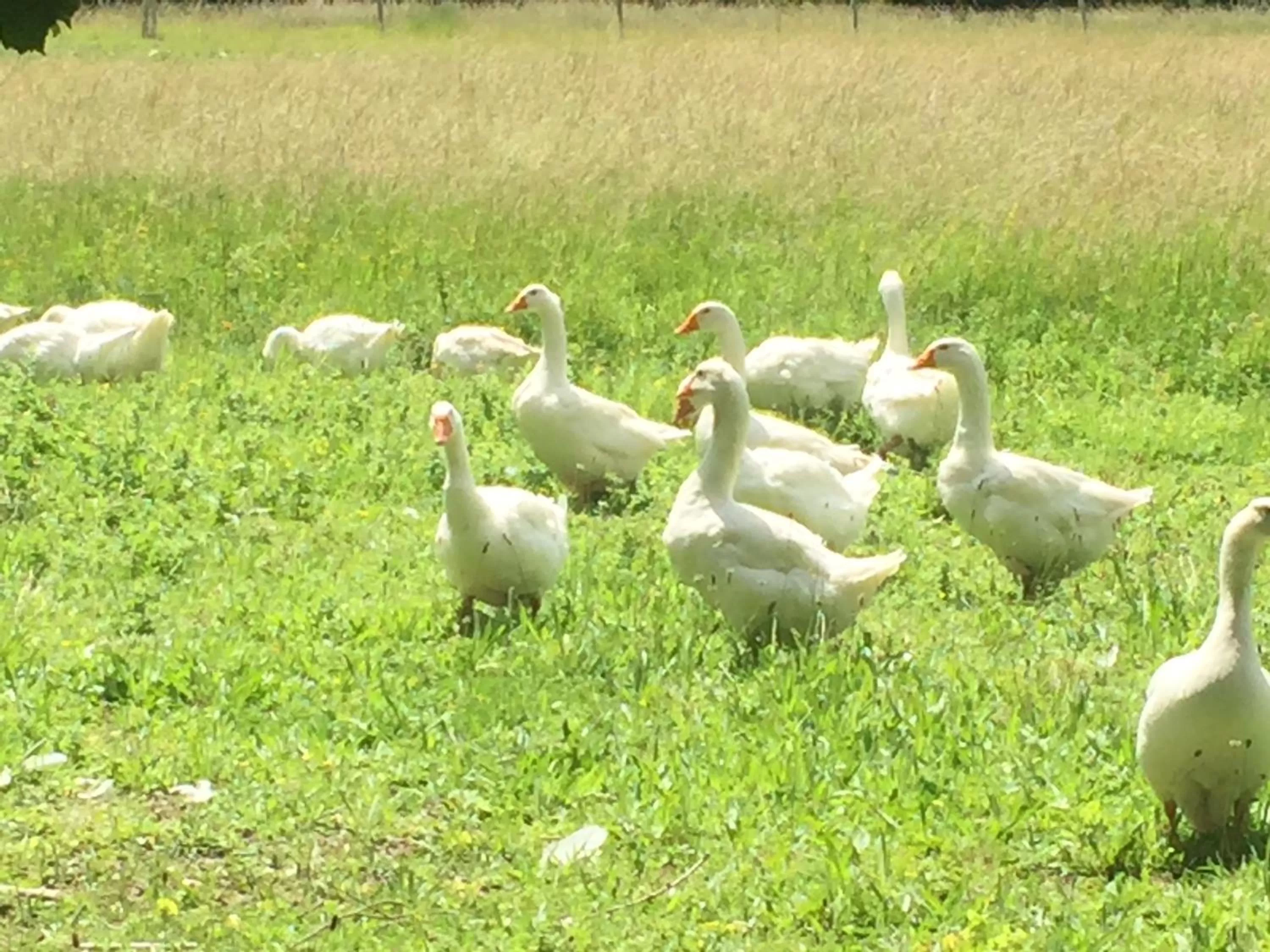 Pets in Manoir de la Rémonière
