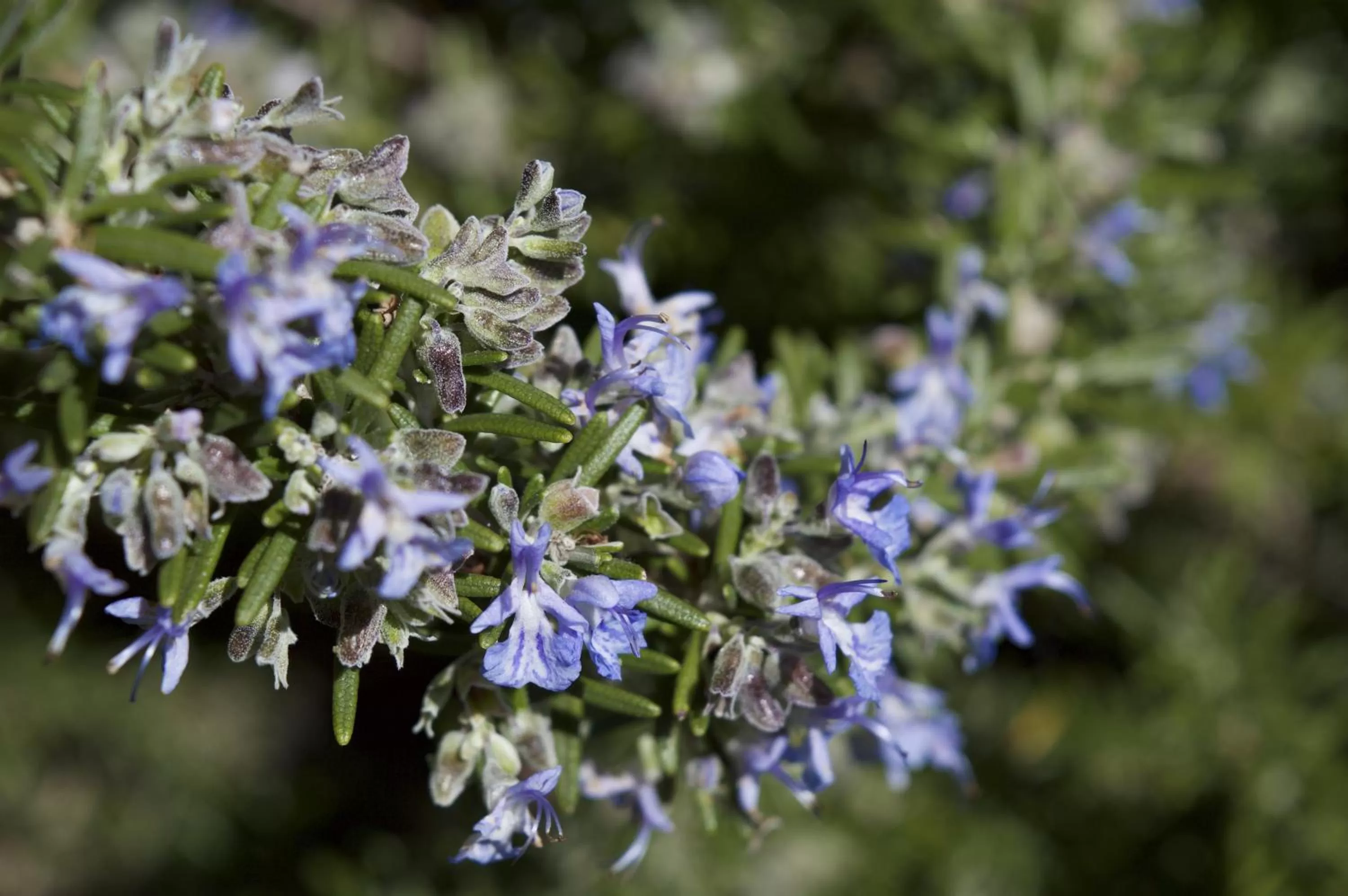 Garden in Quattrocolli B&B