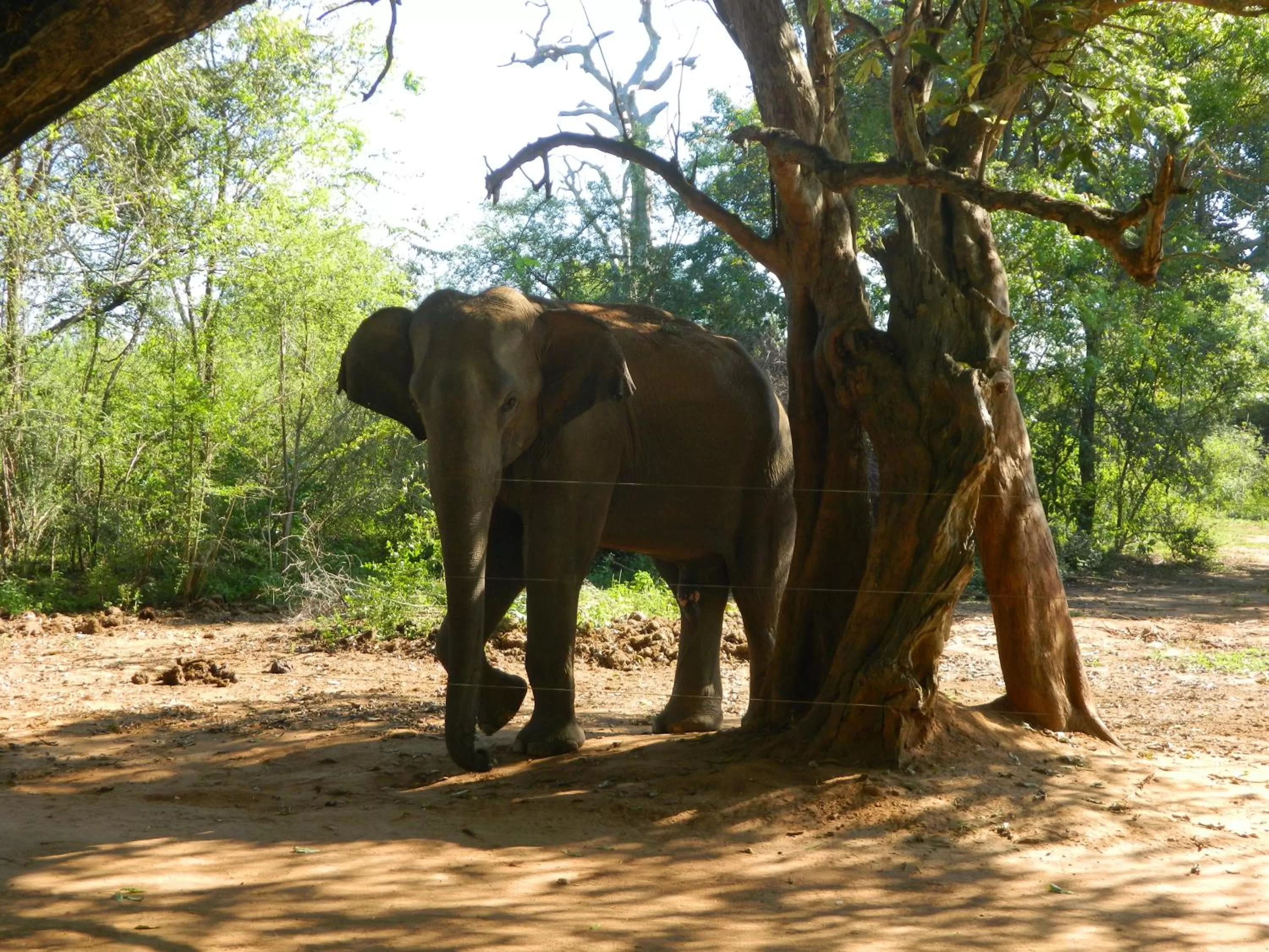 Animals in New Ocean Vibes Ahangama