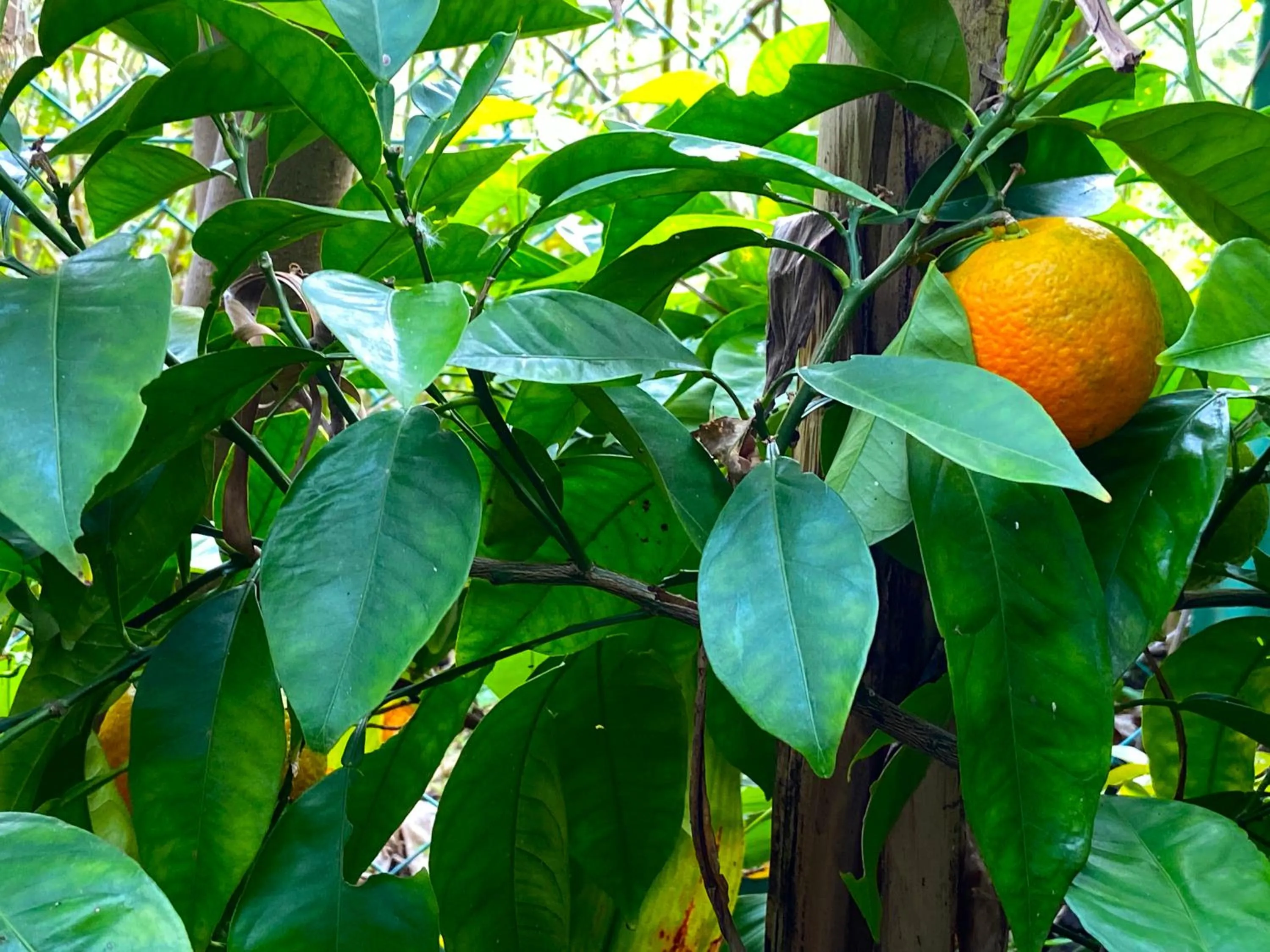 Garden in Kamagasaki University of the Arts Cafe Garden Guest House aka Cocoroom