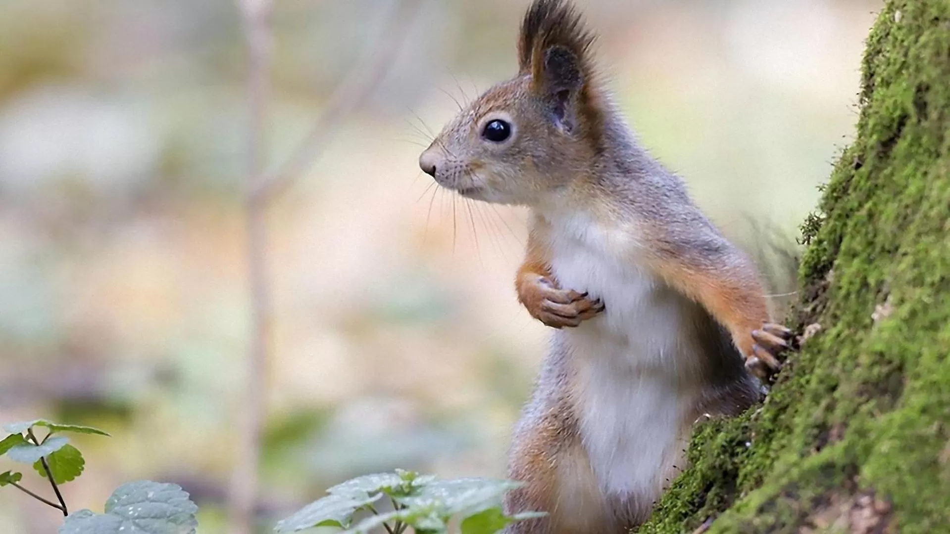 Other in Le Nid de l'Ecureuil