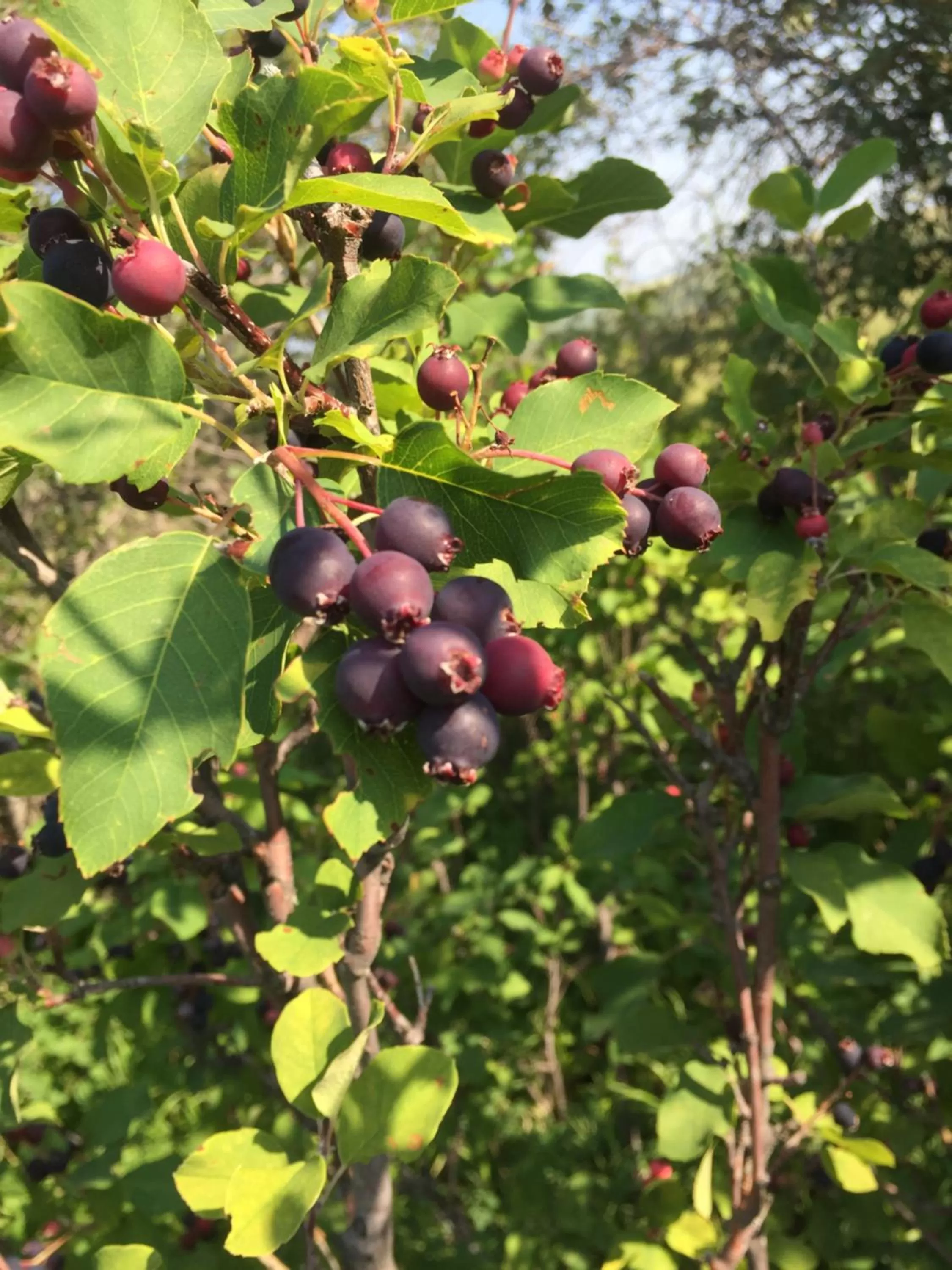 Misty Ridge Retreat B&B