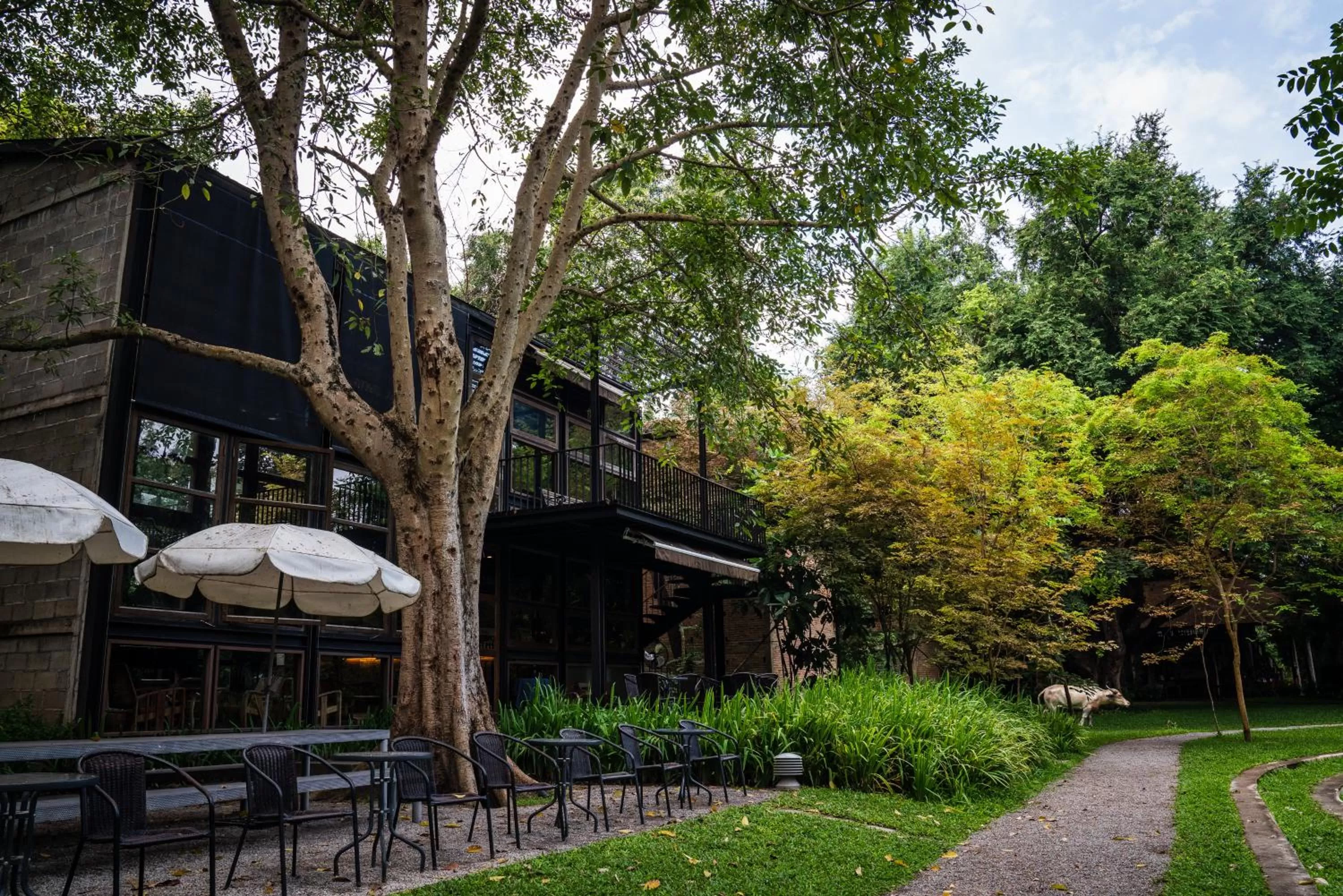 Restaurant/places to eat in Kaomai Lanna Resort