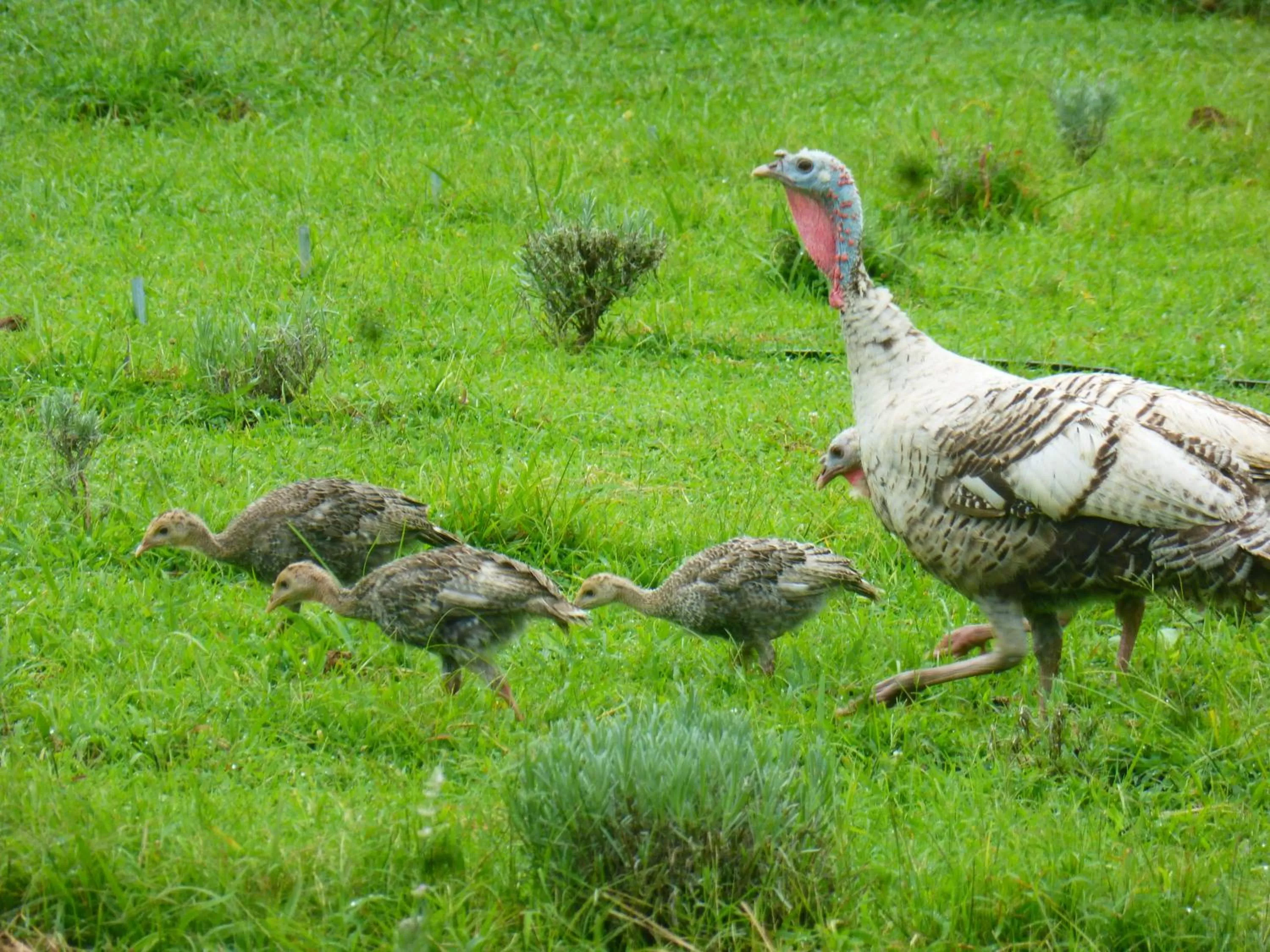 Animals in Mulberry Lavender Farm and B&B