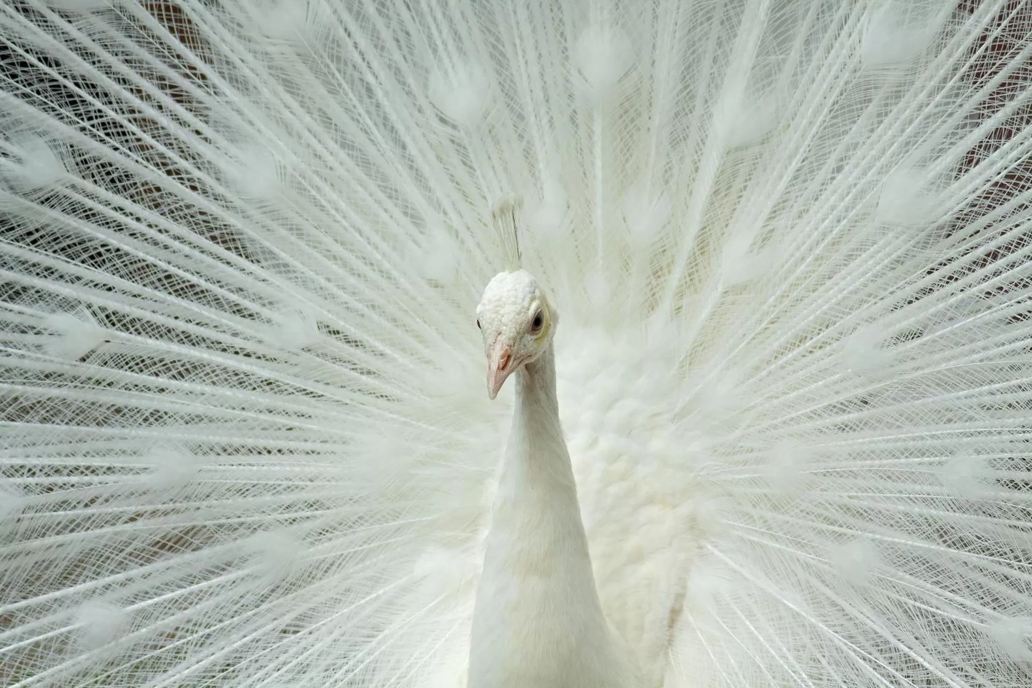 Animals in Highland Lake Inn & Resort - Flat Rock