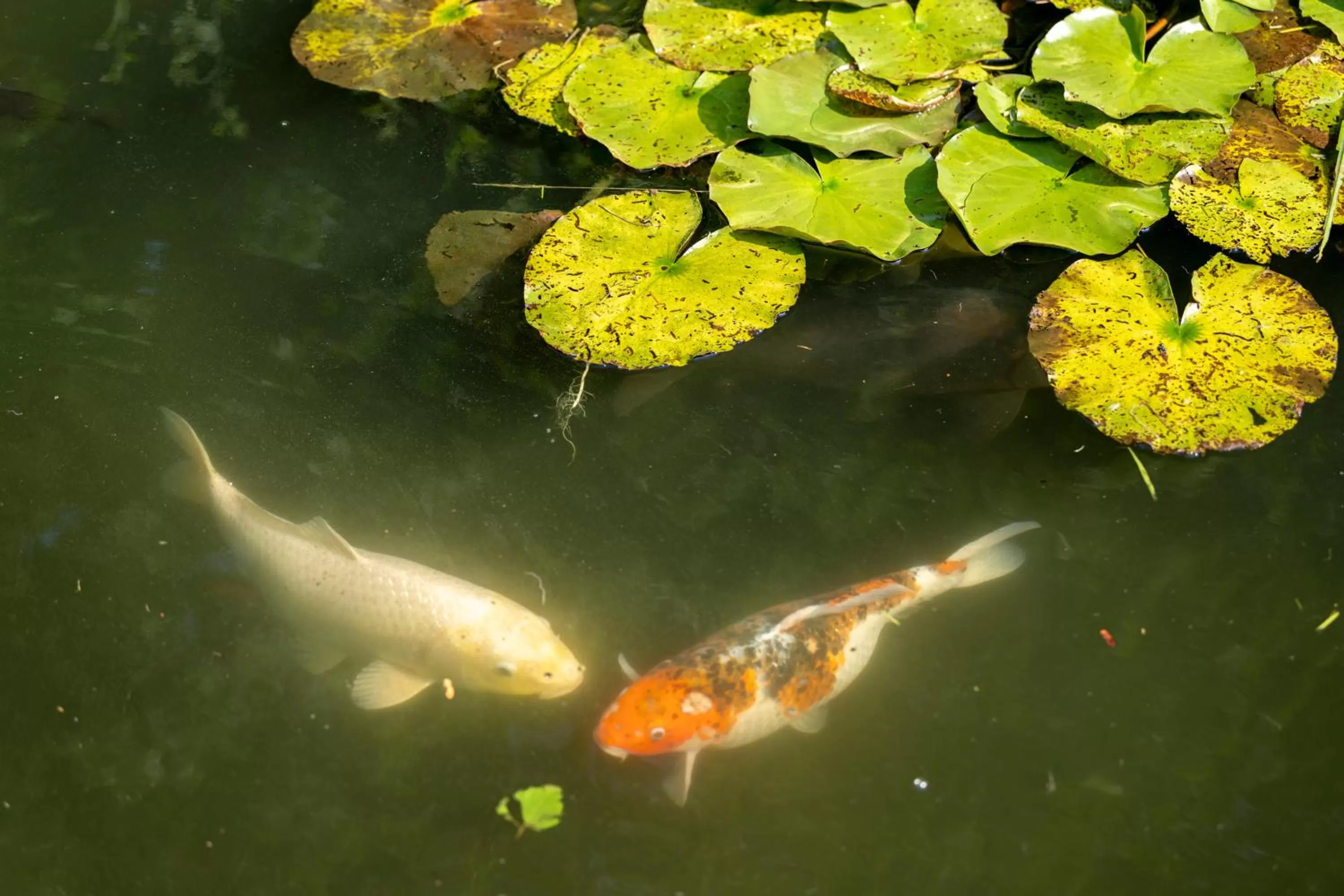 Garden in Köhlers Forsthaus Wellness & Genuss Hotel