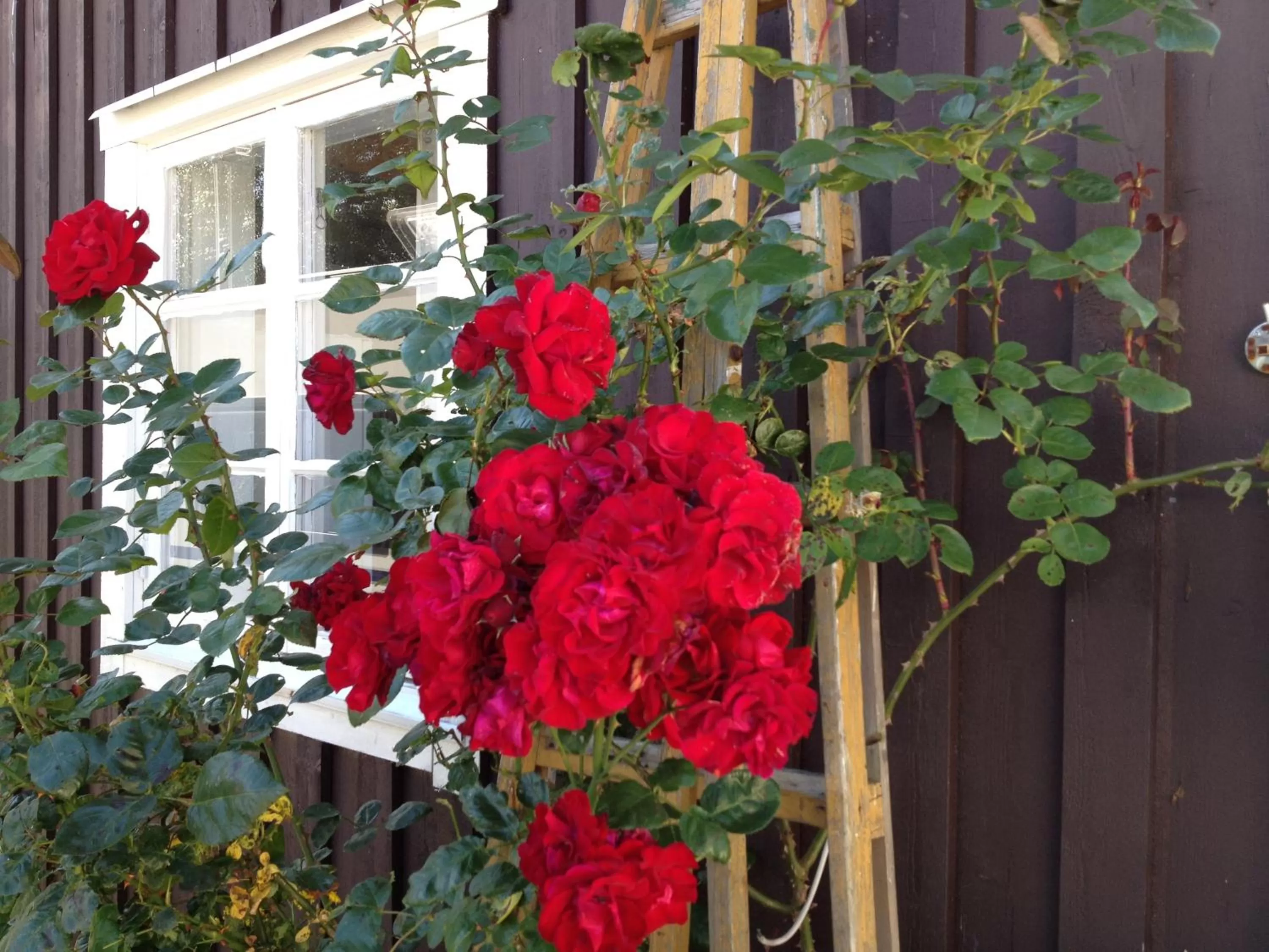 Garden in Åsa Jutegård