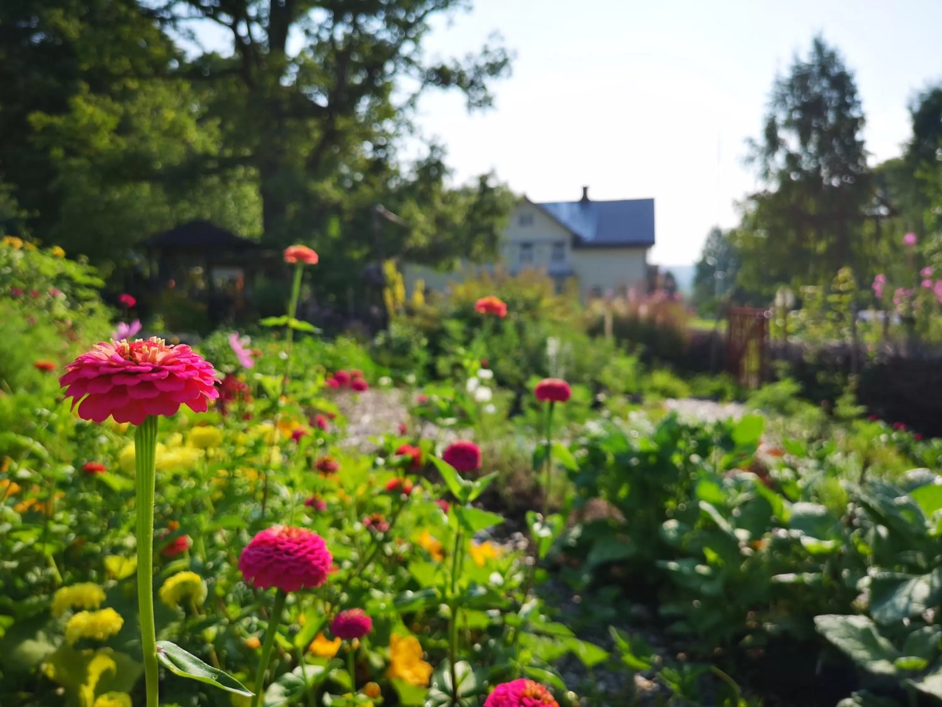 Garden in Disponentparken Café och Bed & Breakfast