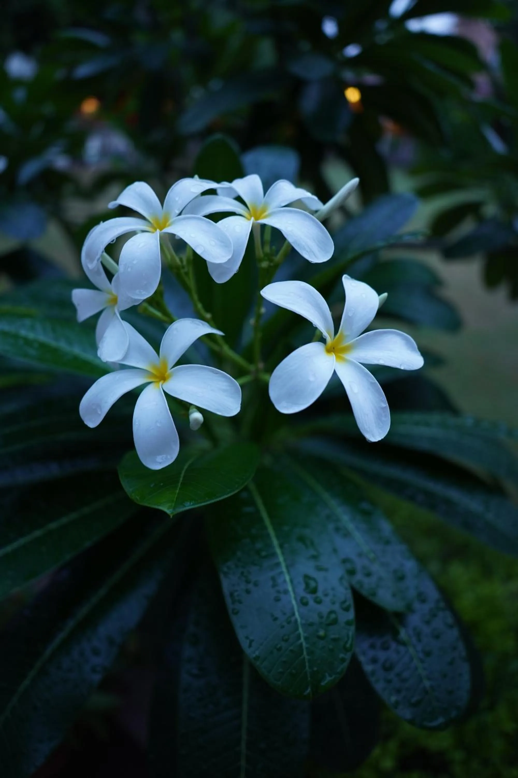 Spring in Park Plaza Jodhpur