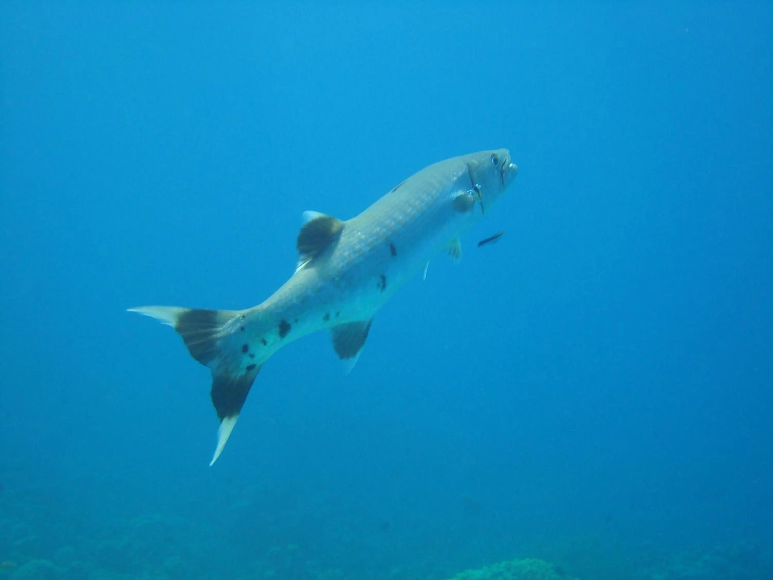 Diving in Red Sea Dive Center