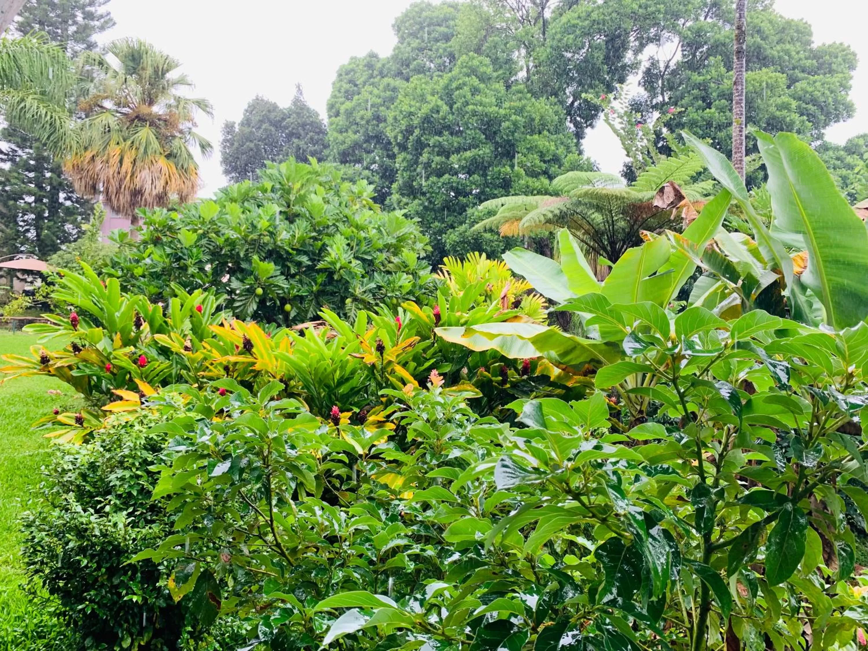 Garden in Wild Ginger Hotel