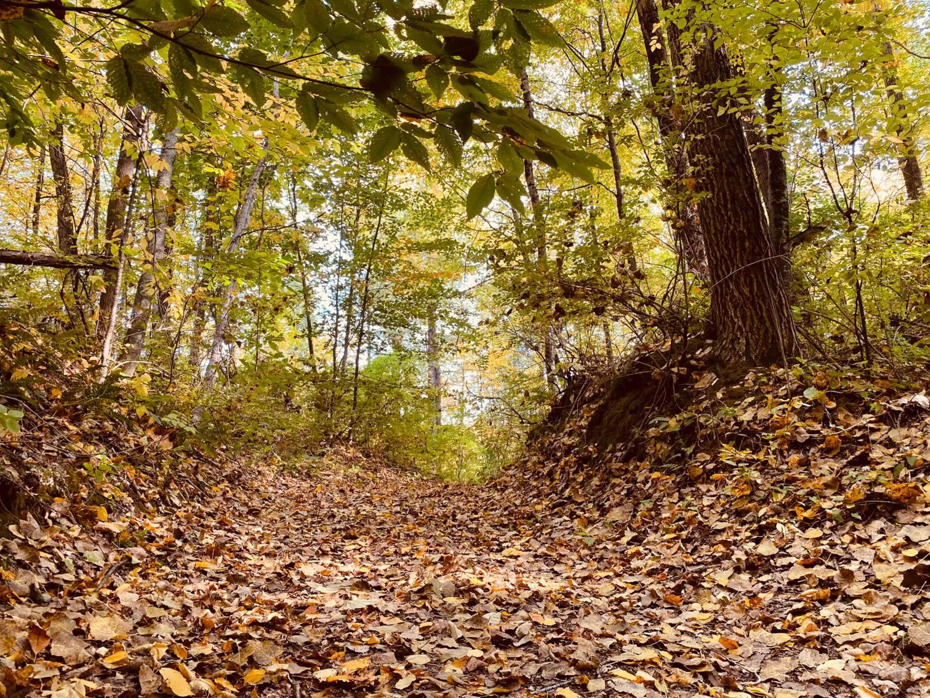 Arcady Mountain Motor Lodge