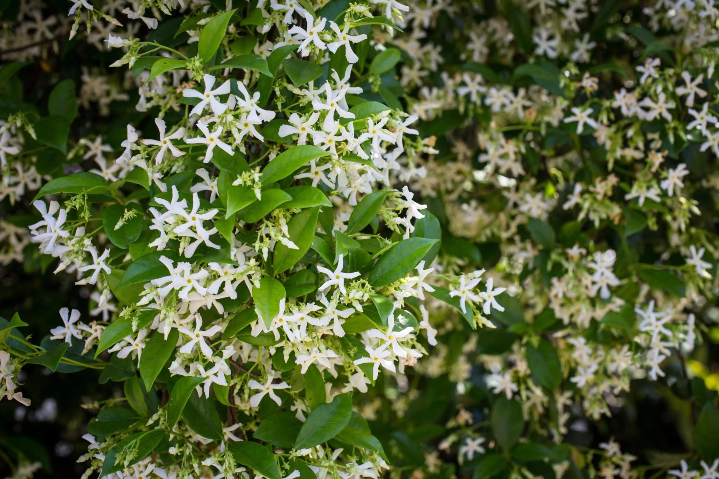 Garden in Auld Sweet Olive Bed and Breakfast