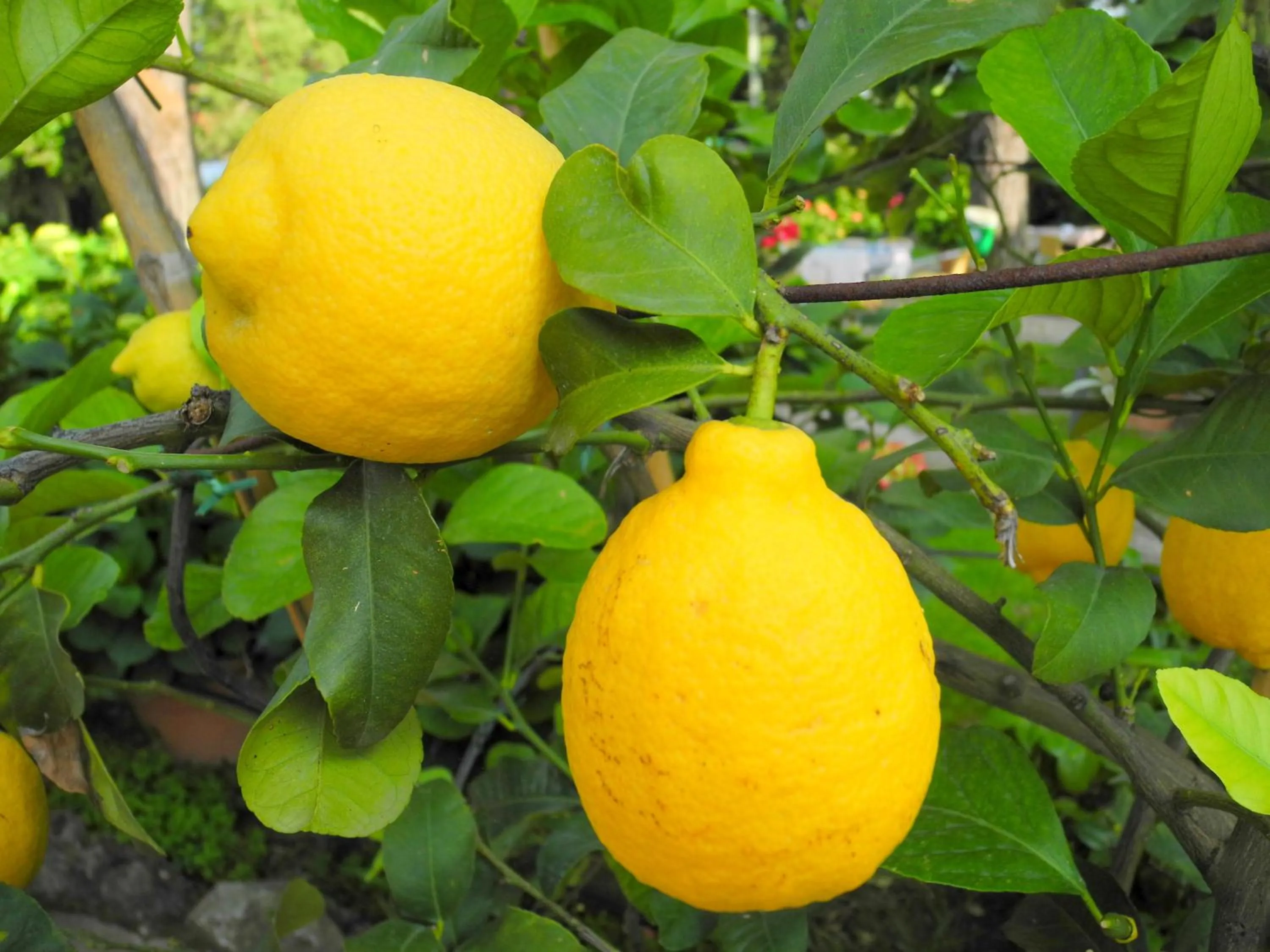 Garden in Hotel Le Renaie