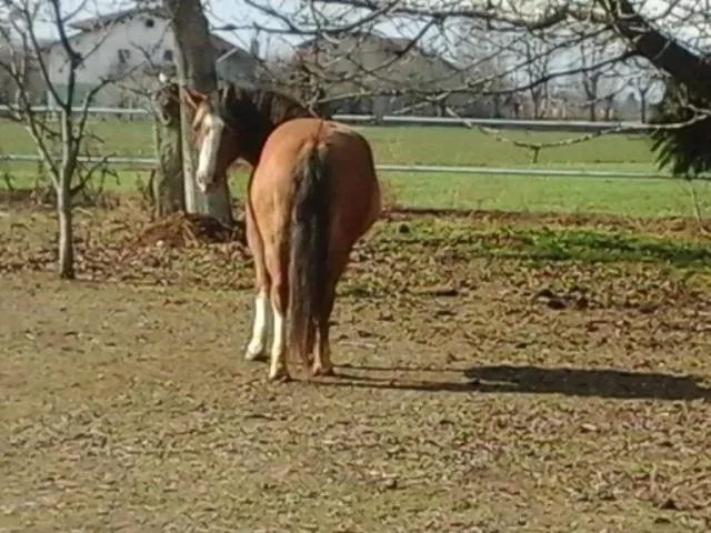 Property building, Other Animals in B&B CM Ranch