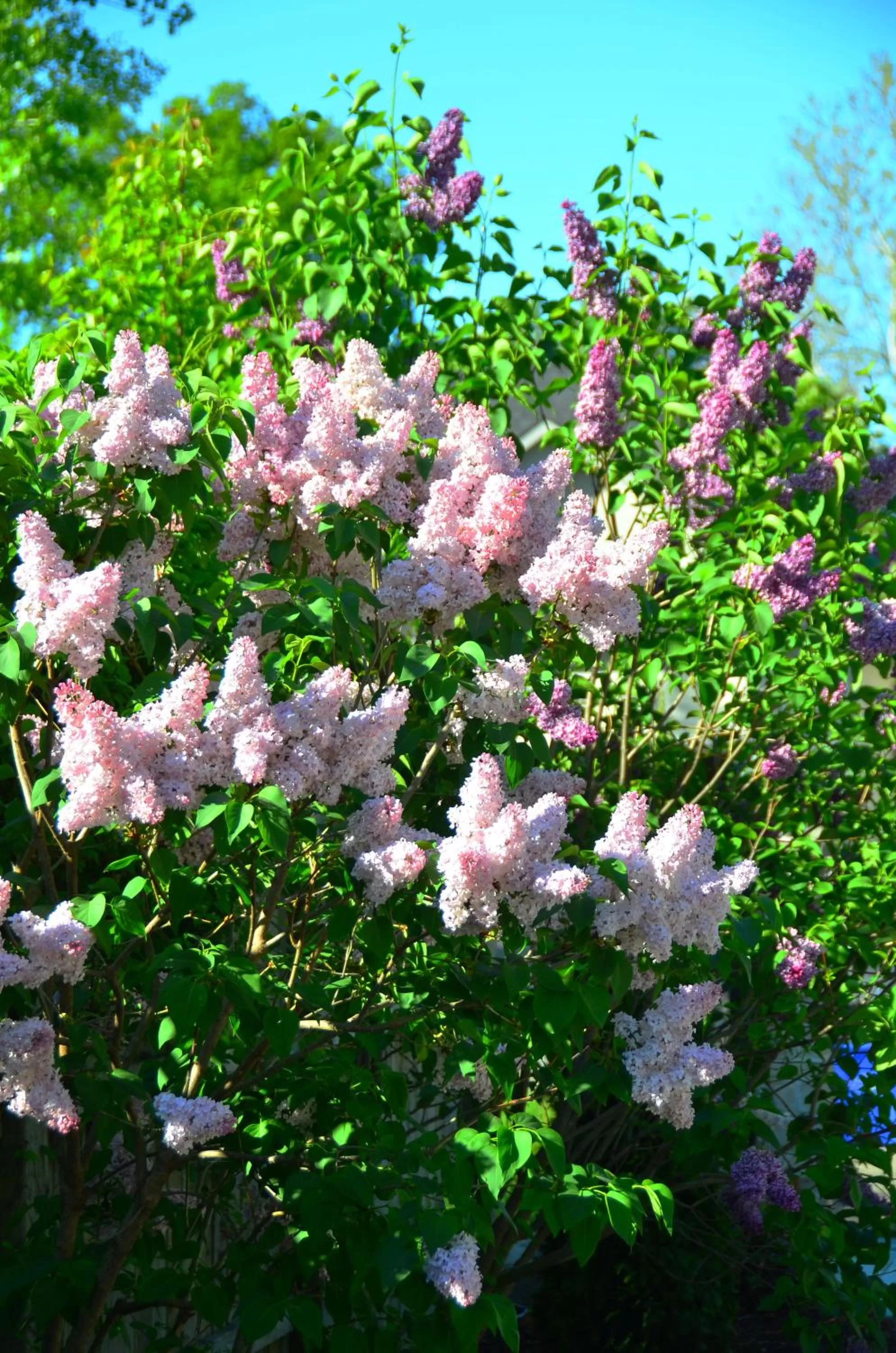 Garden in Explorer House Bed & Breakfast