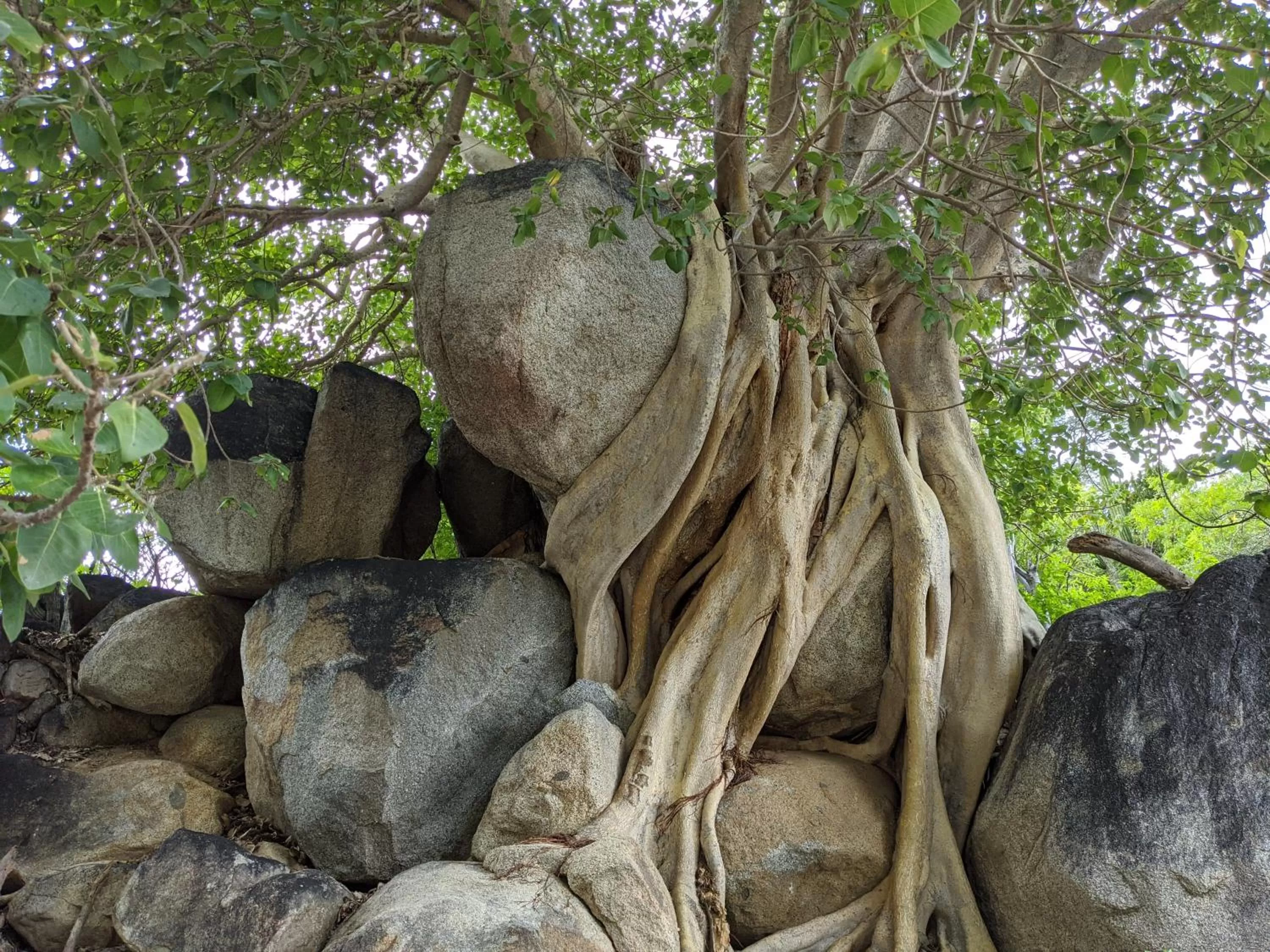 Natural landscape in Hacienda De Palmas