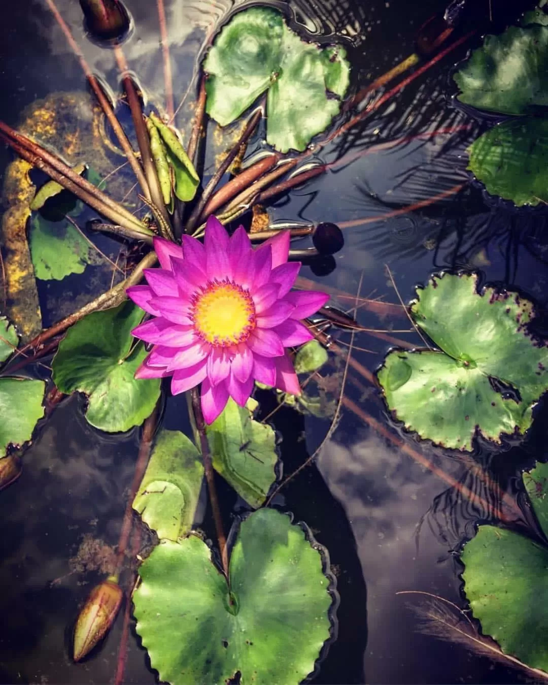 Garden in Anantamaa Hotel