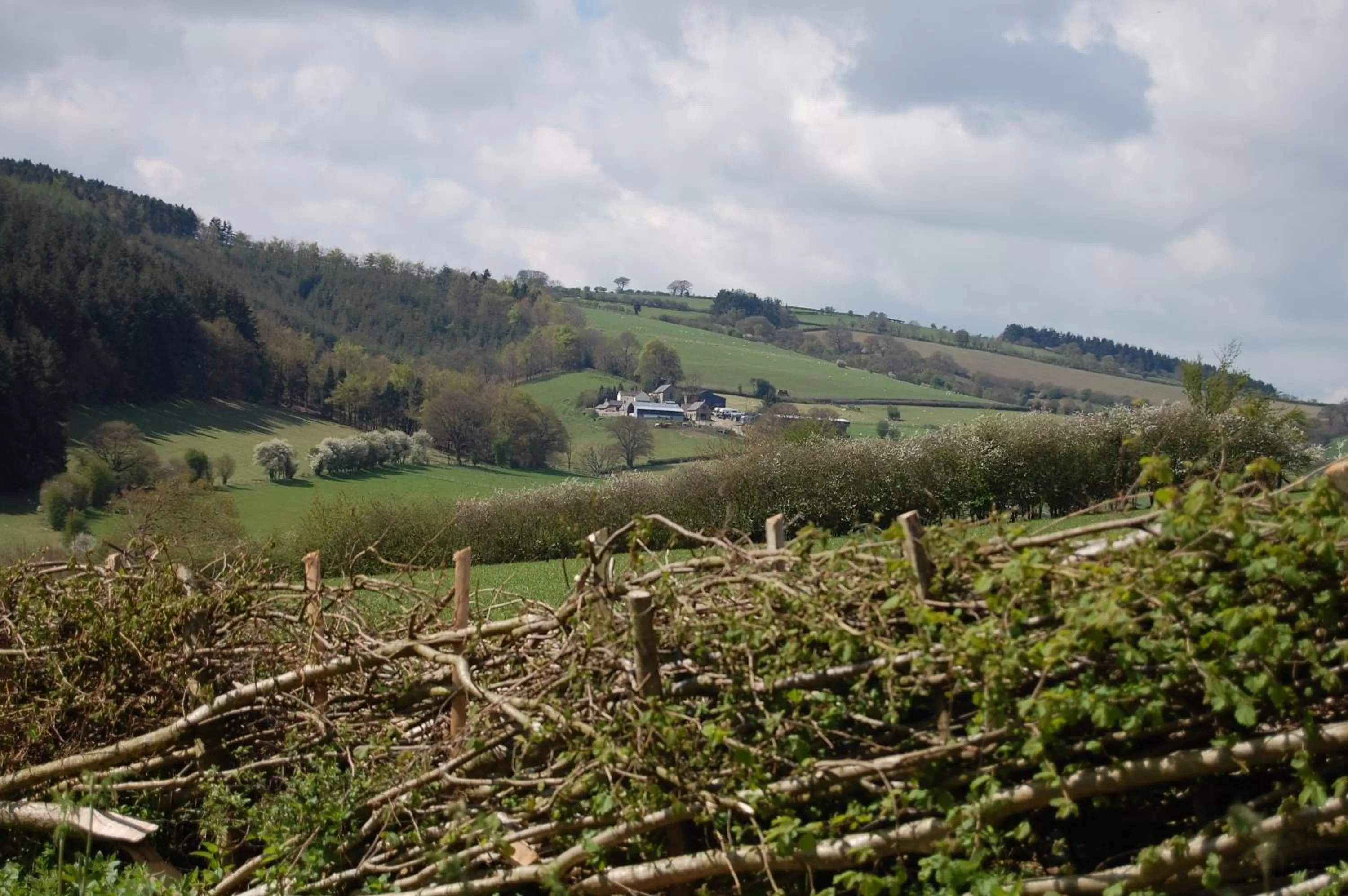 Bird's eye view in Middle Woodbatch B&B