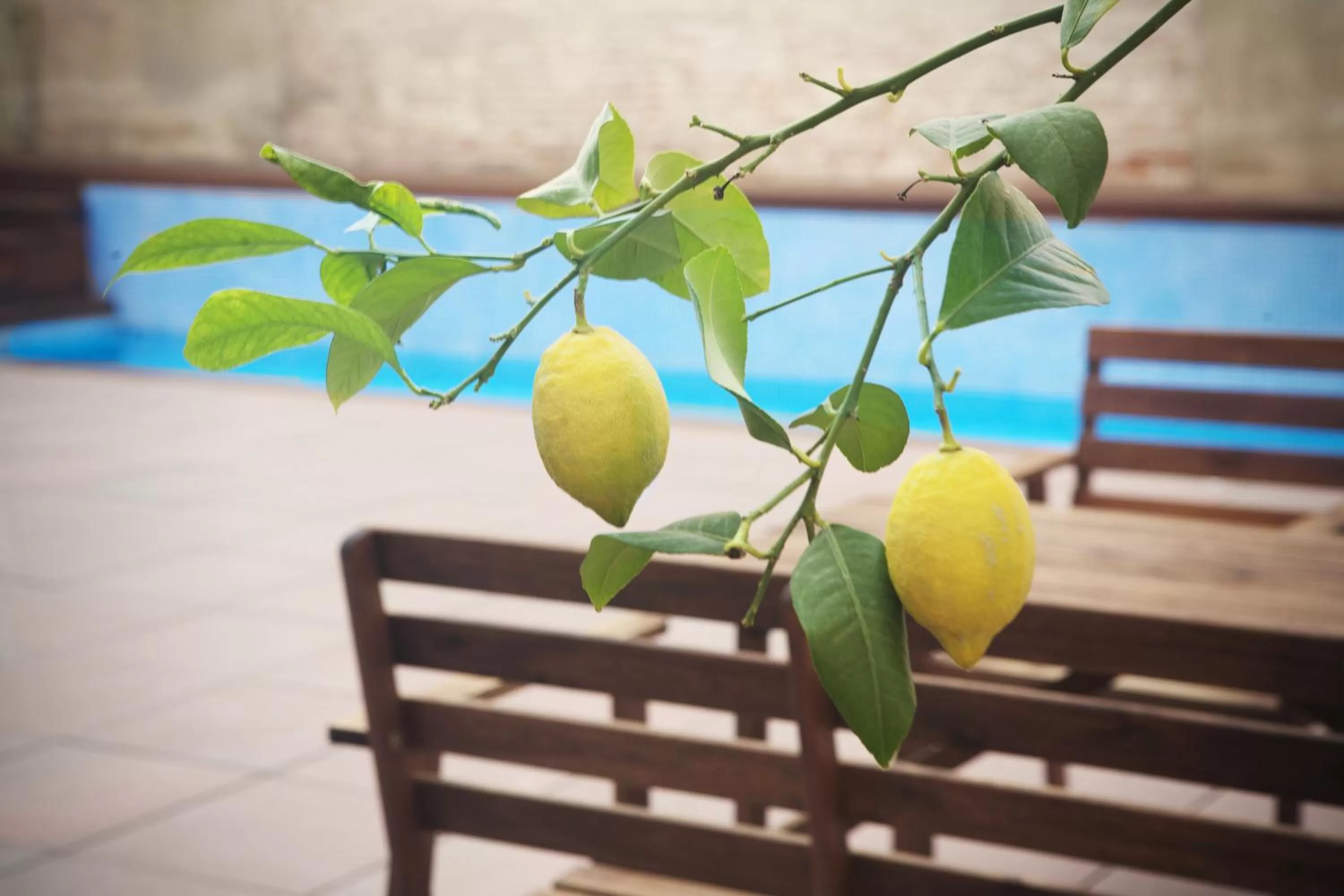 Garden view in Onix Liceo