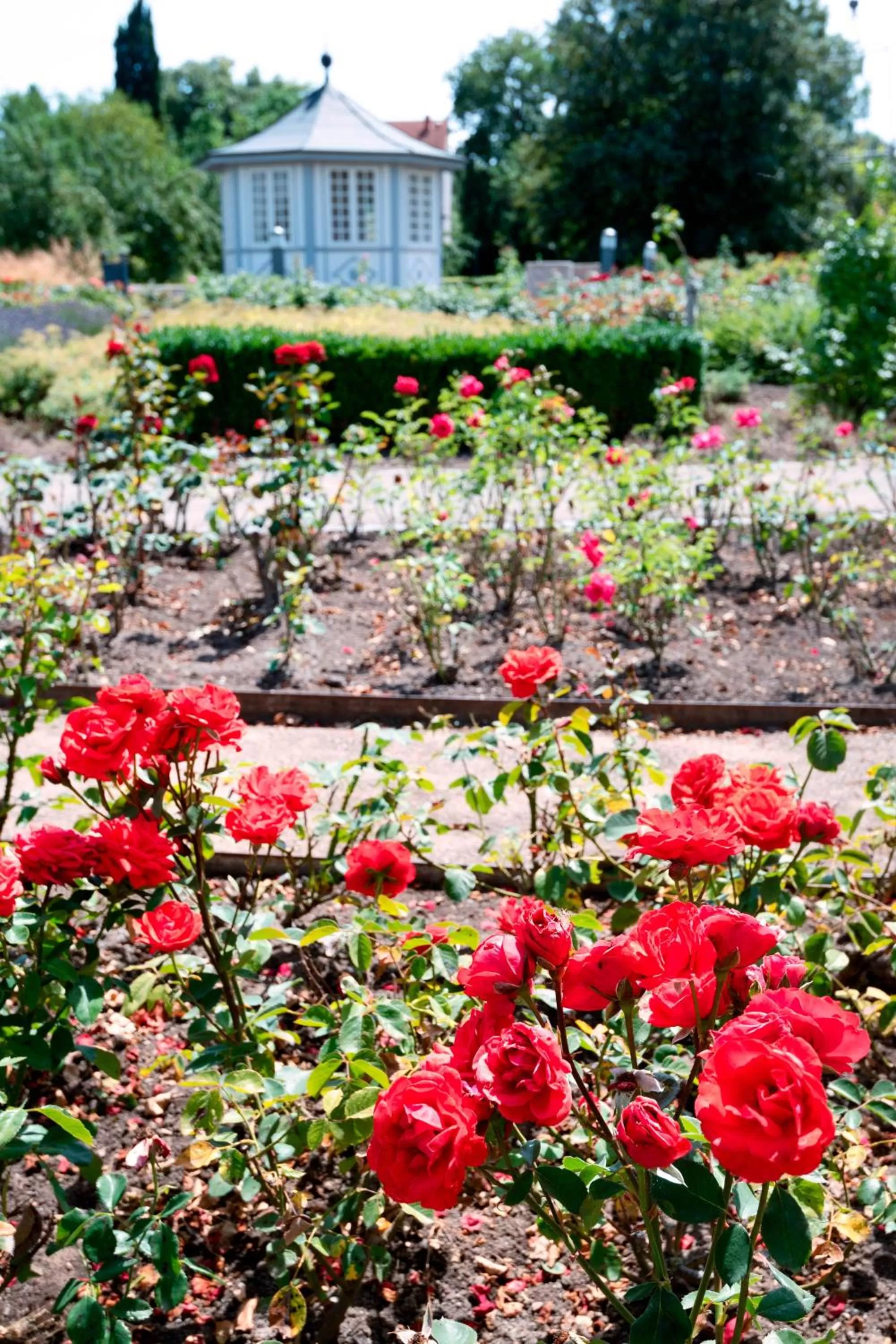 Garden in ALPHA HOTEL Hermann von Salza
