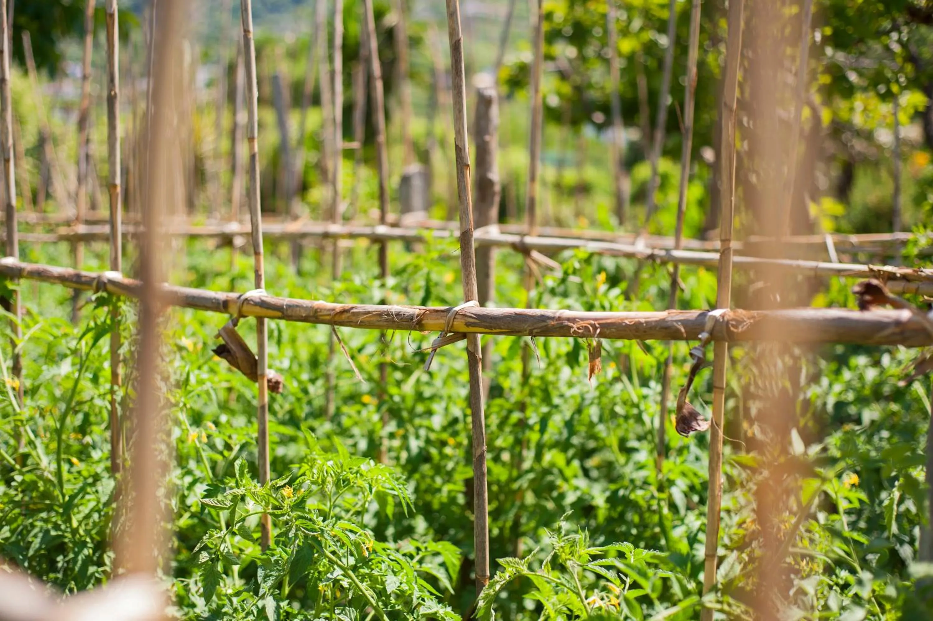 Garden in Park Hotel Terme Mediterraneo