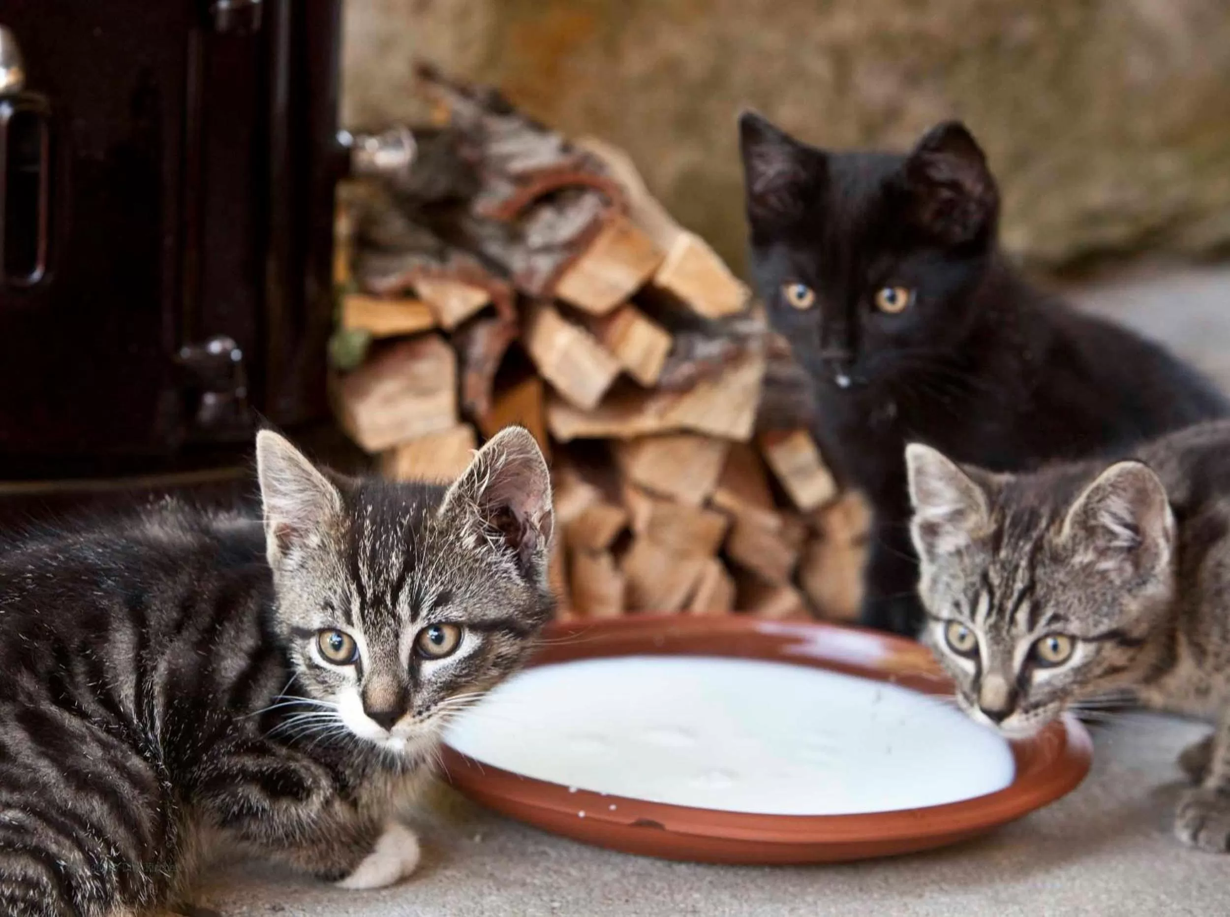 Pets in Hotel Hüttenmühle Hillscheid
