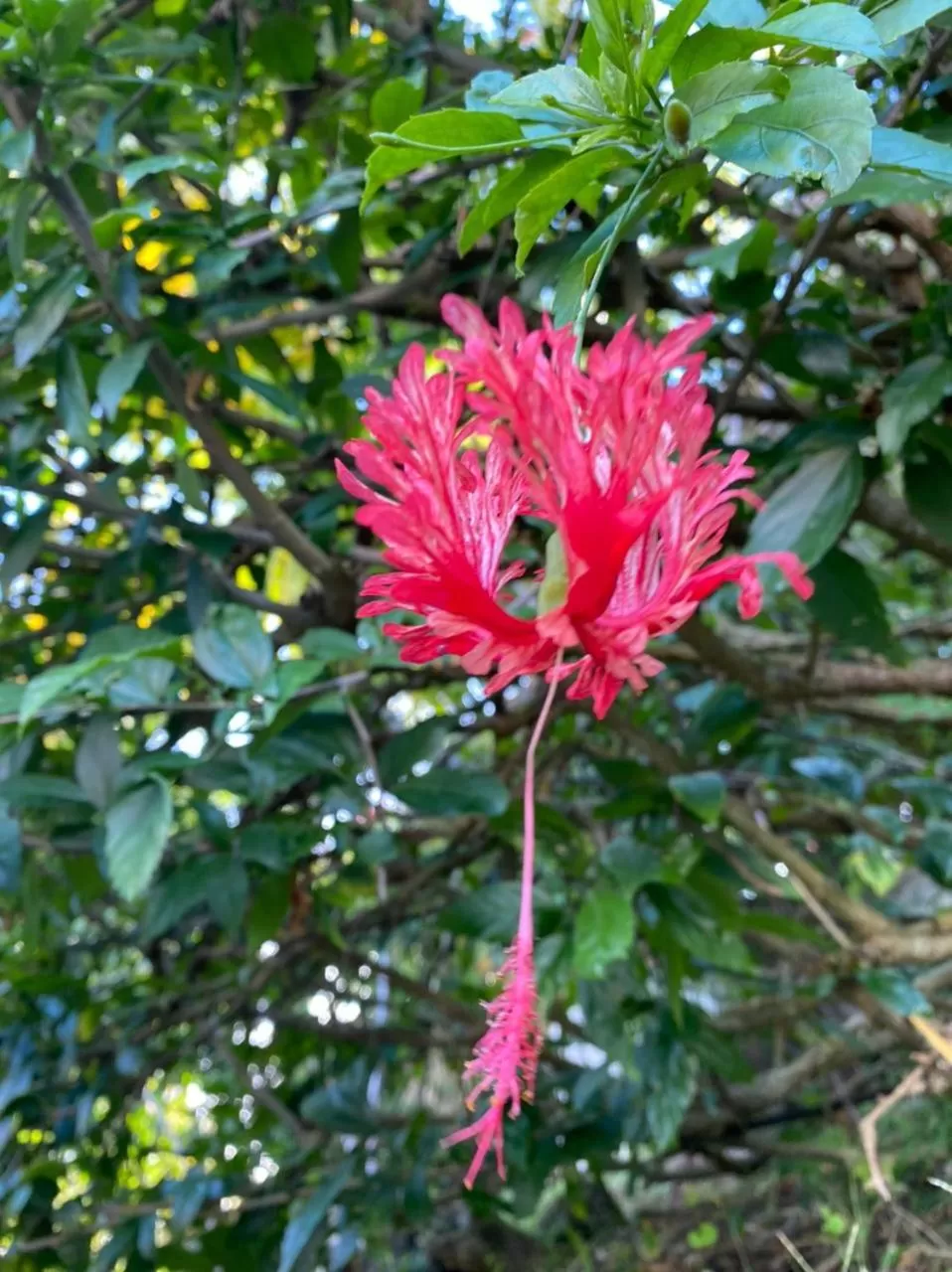 Villa Cajou chambres d'hôtes chez l'habitant et Zanzibar cottage
